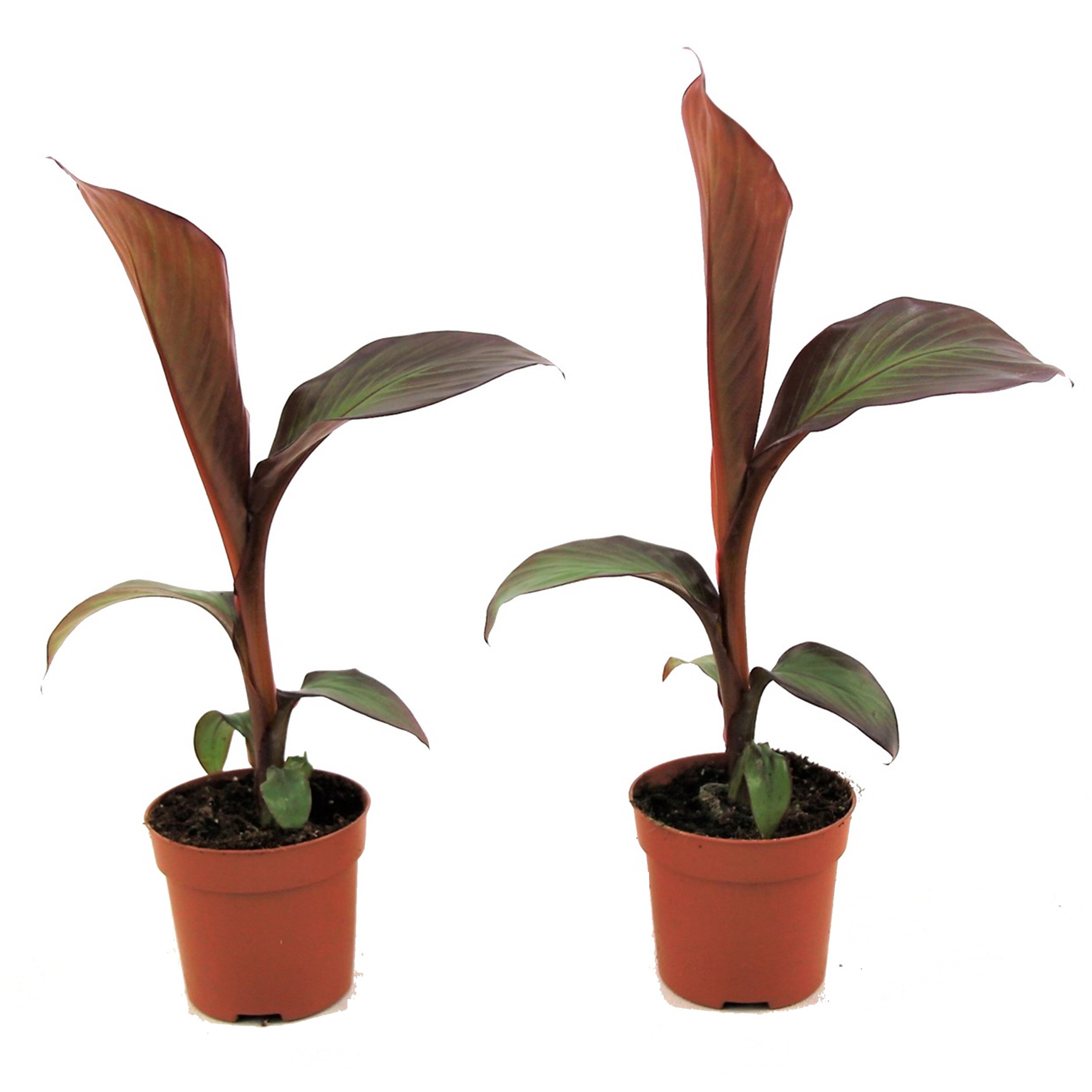 Rode bananenplant - Set van 2 - Ensete'Maurelli'- Hoogte 20-30cm -⌀9cm afbeelding