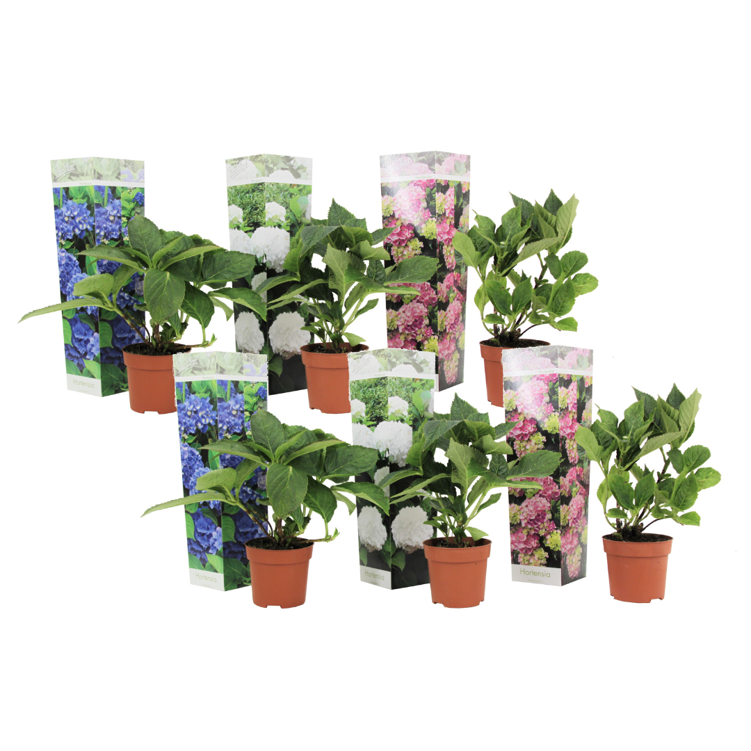Hortensia - Set van 6 - Hydrangea macrophylla - Hoogte 25-40cm -⌀9cm afbeelding