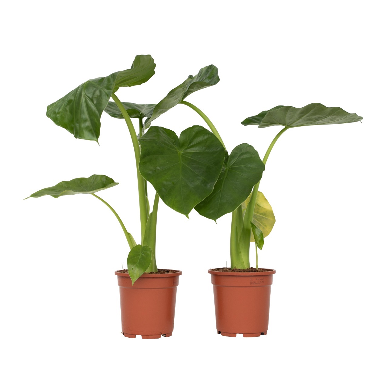 Olifantsoor - Set van 2 - Alocasia'Macrorrhizos'- Hoogte 60-70cm -⌀17cm afbeelding