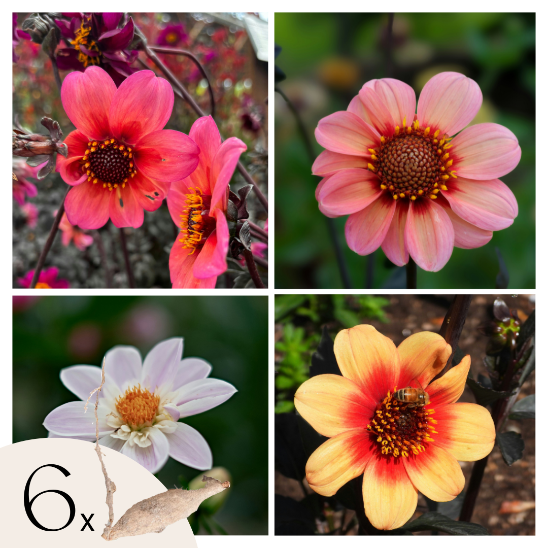Dahliaknollen - Set van 6 - Dahlia'Happy Single Mix' afbeelding