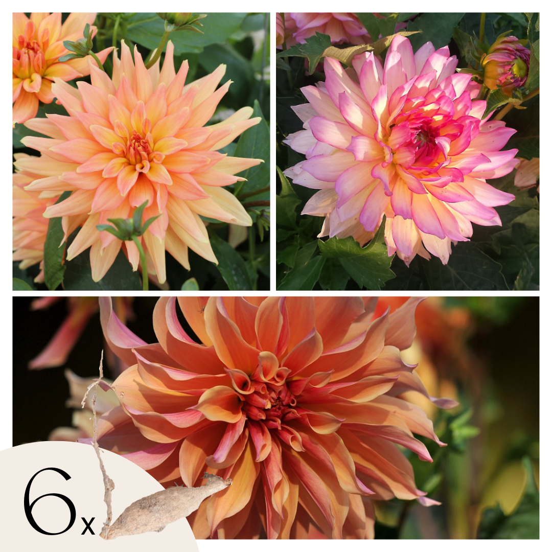 Dahliaknollen - Set van 6 - Dahlia'Labyrinth'- Paars afbeelding