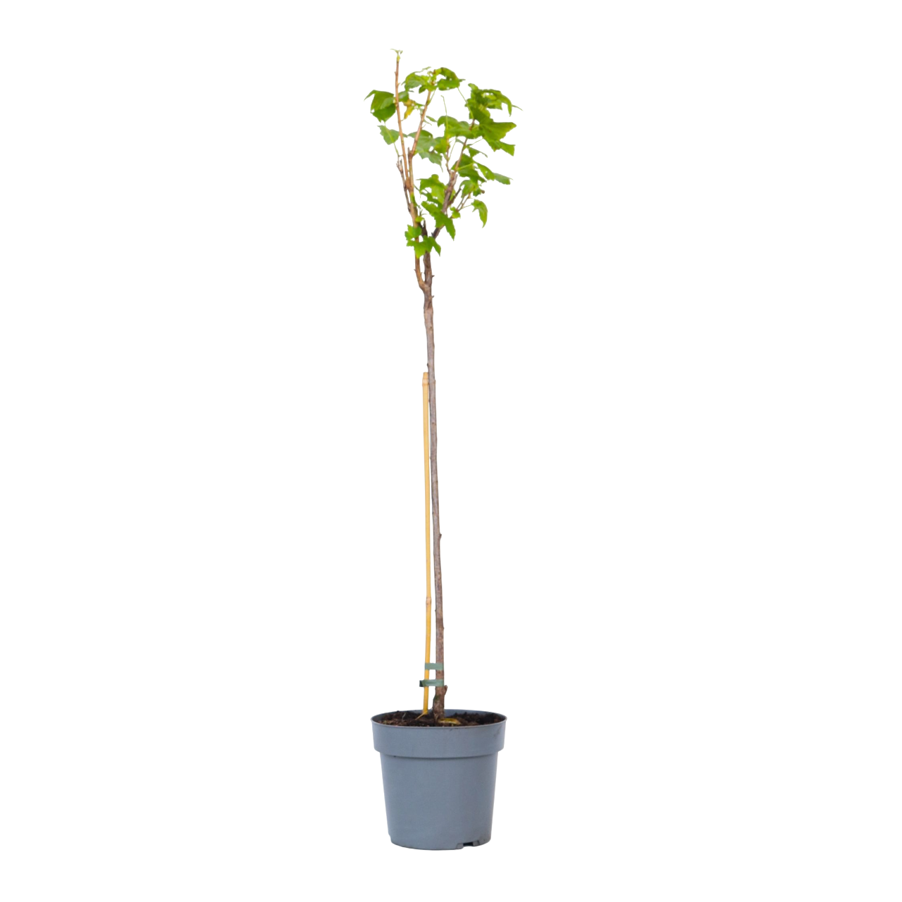 Zwarte bes - Set van 2 - Ribes nigrum'Titania'- Hoogte 90-100cm -⌀21cm afbeelding