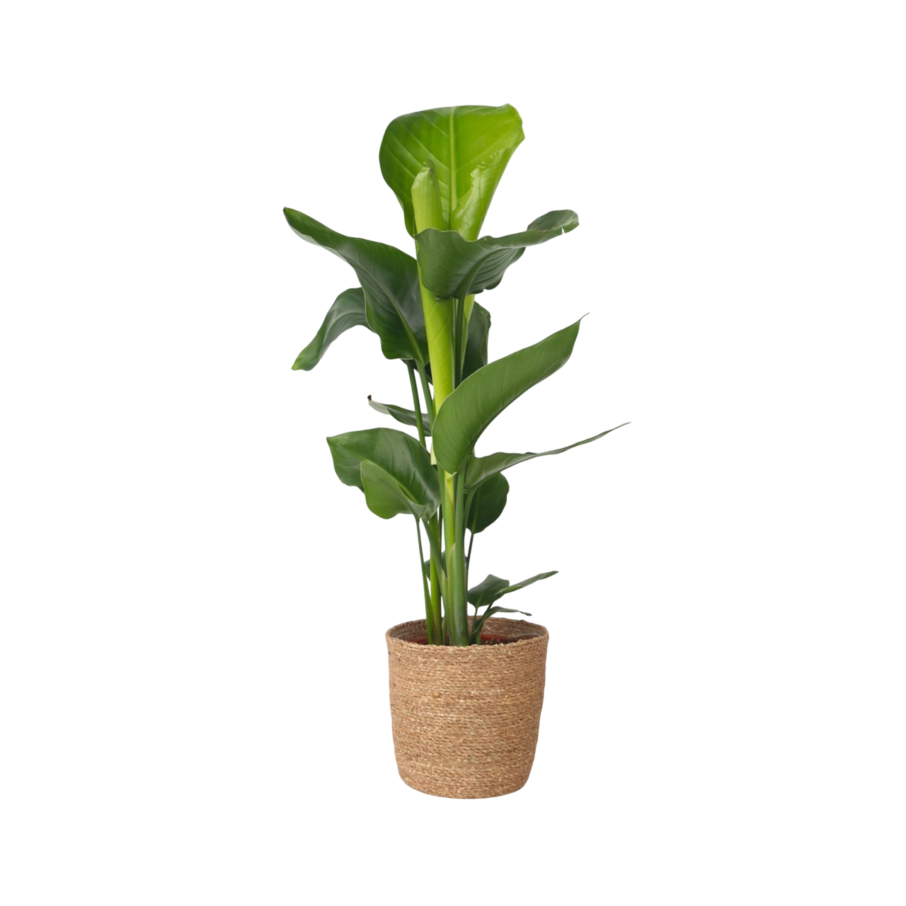 Paradijsvogelplant met mand - Strelitzia nicolai - Hoogte 55-70cm -⌀17cm afbeelding