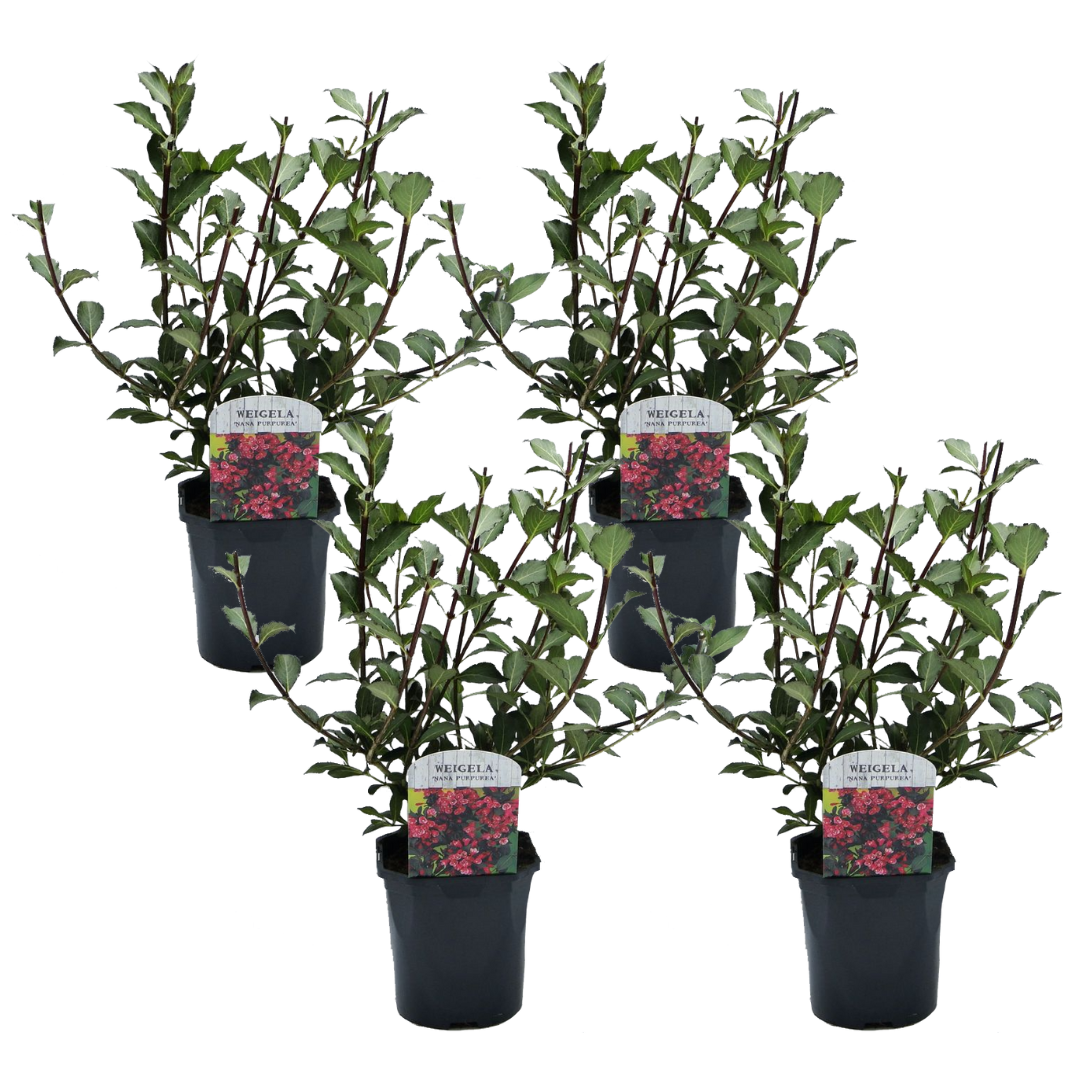 Haagplant - Set van 4 - Weigela florida'Nana Purpurea'- Hoogte 25-40cm -⌀17cm afbeelding