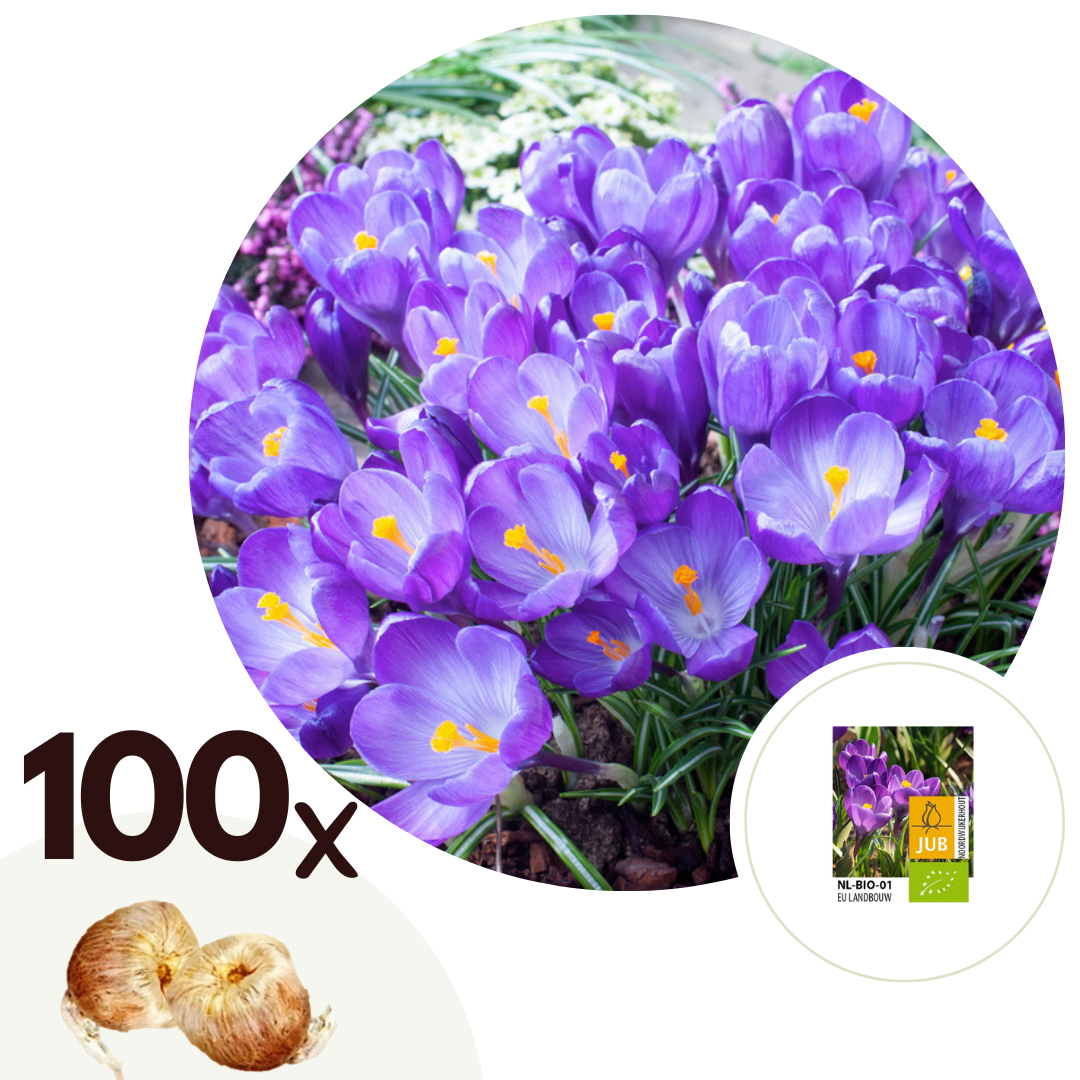 Krokusbollen - Set van 100 - Crocus'Ruby Giant'- Bloembollen - Paars afbeelding