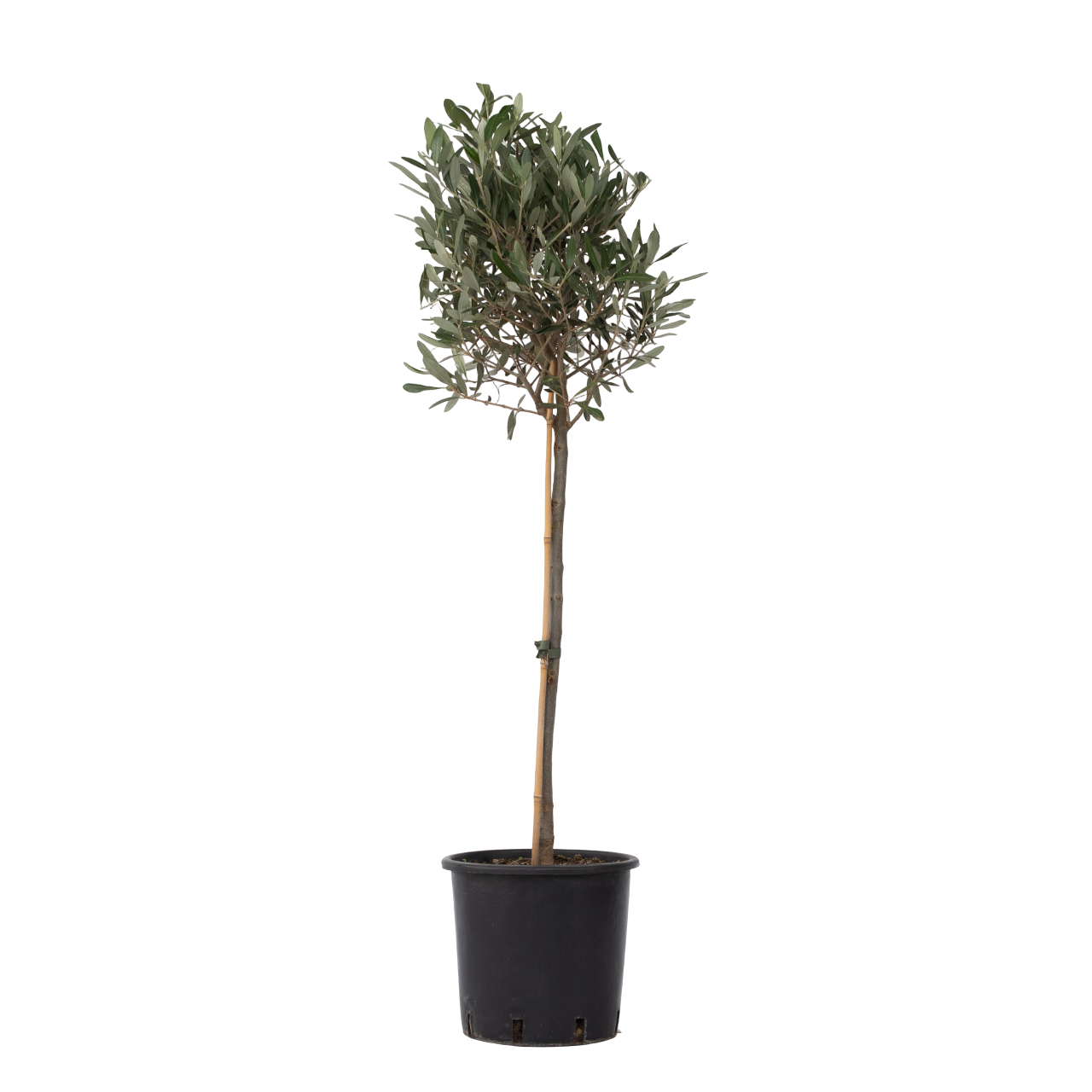 Olijfboom - Olea europaea - Hoogte 90-100cm -⌀21cm afbeelding