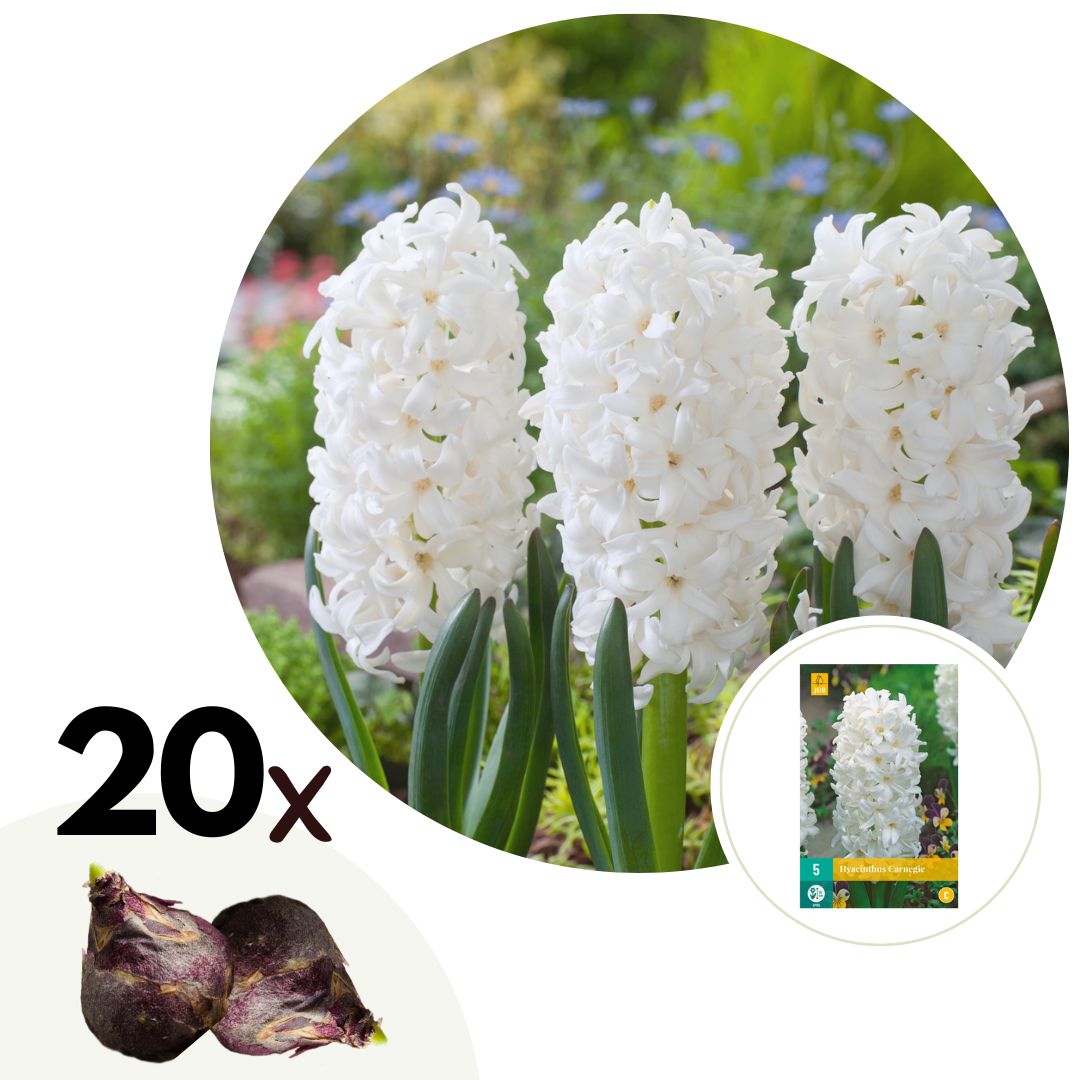 Hyacintenbollen - Set van 20 - Hyacinthus'Carnegie'- Bloembollen - Wit afbeelding