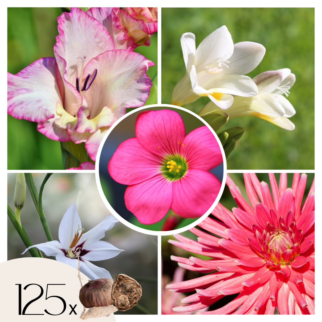 Mix bloembollen'VJ Pink'- Set van 125 - Dahlia, Gladiolus, Freesia, Oxalis afbeelding