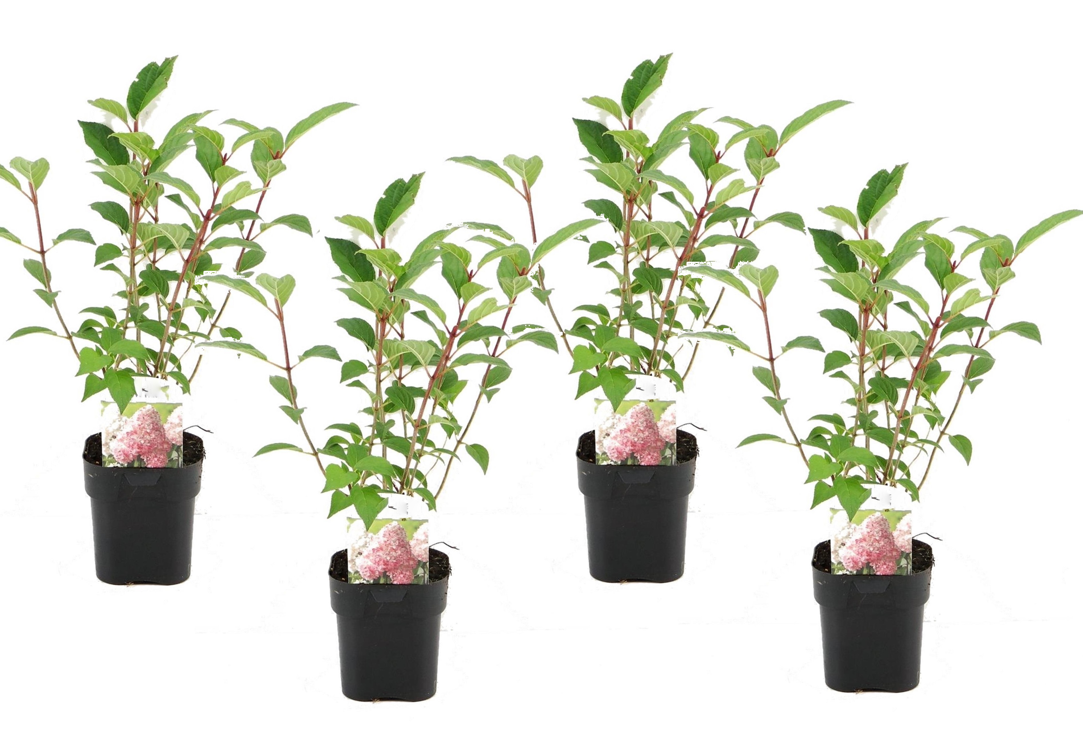 Hortensia - Set van 4 - Hydrangea'Pink Diamond'- Hoogte 30-40cm -⌀17cm afbeelding