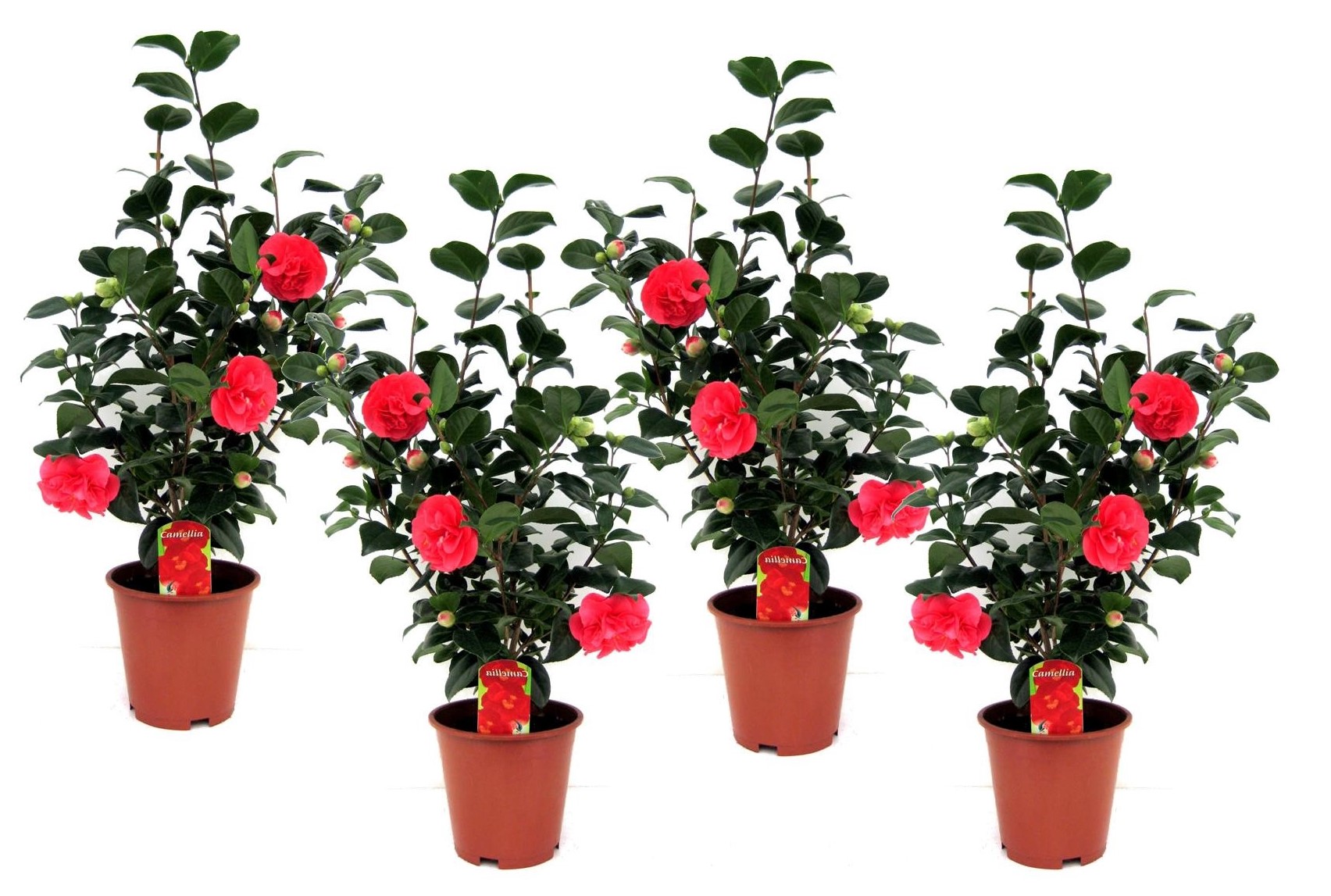 Japanse Roos - Set van 4 - Camellia'Lady Campbell'- Hoogte 60-70cm -⌀19cm afbeelding