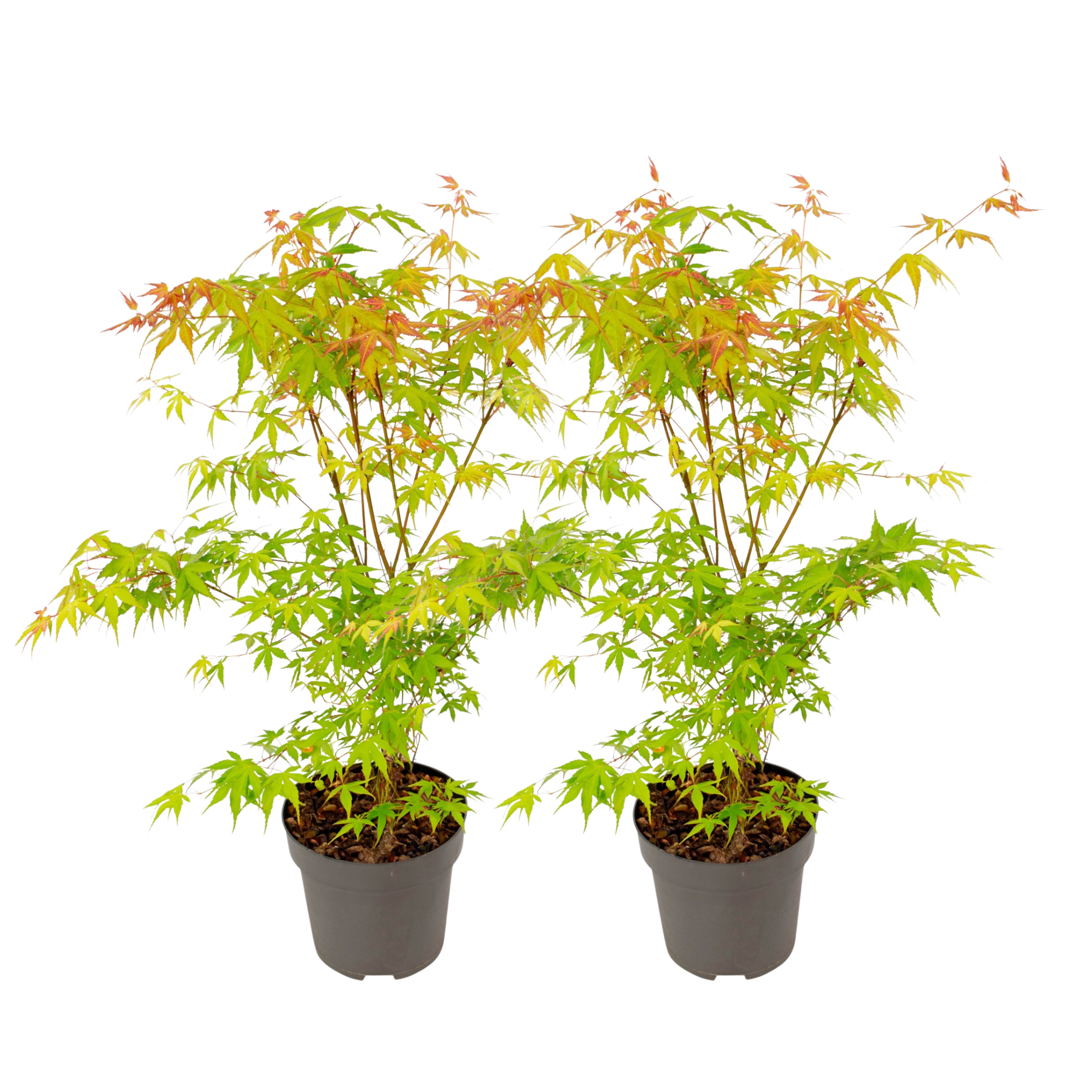 Japanse Esdoorn - Set van 2 - Acer palmatum'Katsura'- Hoogte 60-70cm -⌀19cm afbeelding