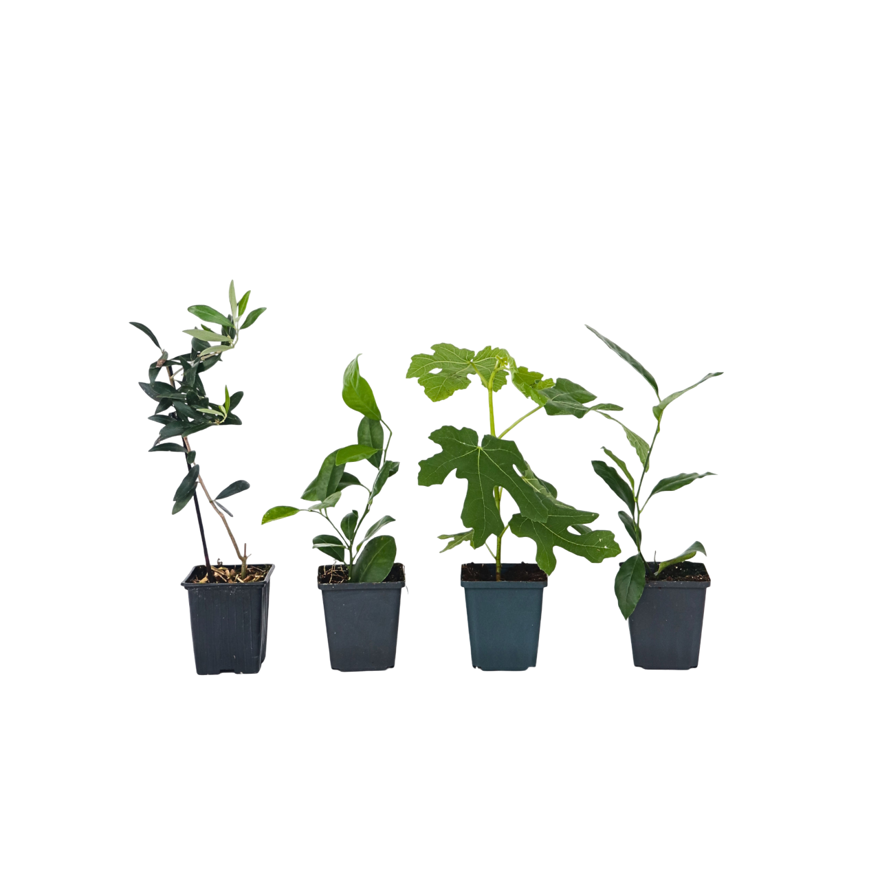 Mix fruitbomen - Set van 4 - Hoogte 25-40cm -⌀9cm afbeelding