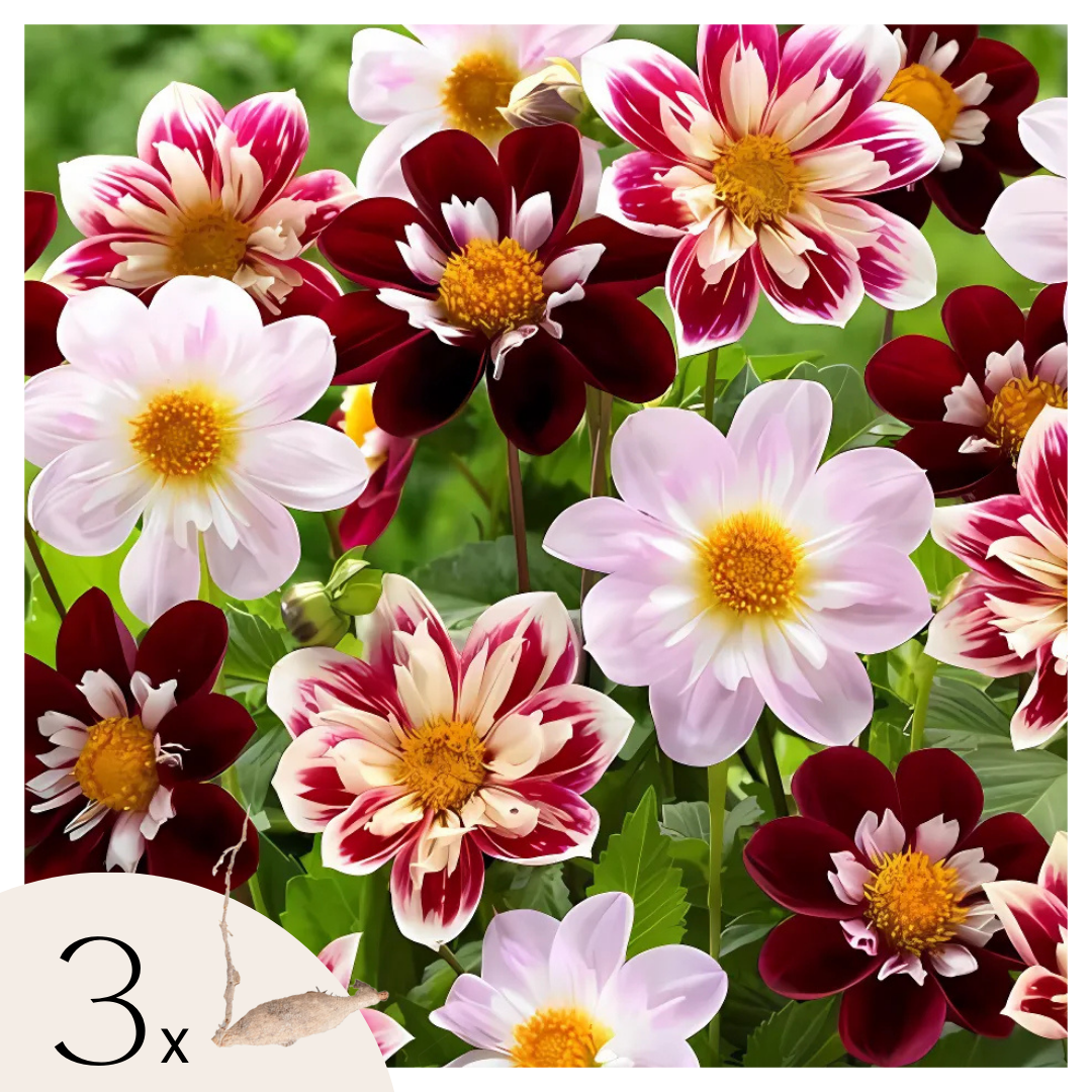 Dahliaknollen - Set van 3 - Dahlia'Favorite ballet' afbeelding