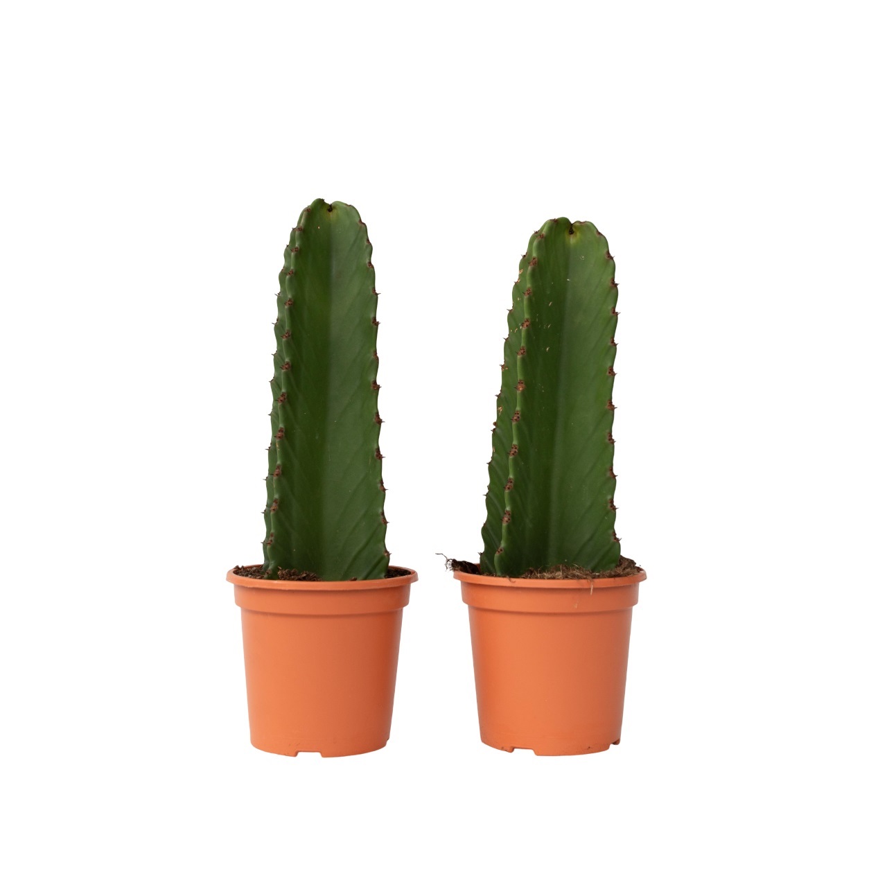 Cowboycactus - Set van 2 - Euphorbia ingens - Hoogte 40-50cm -⌀18cm afbeelding