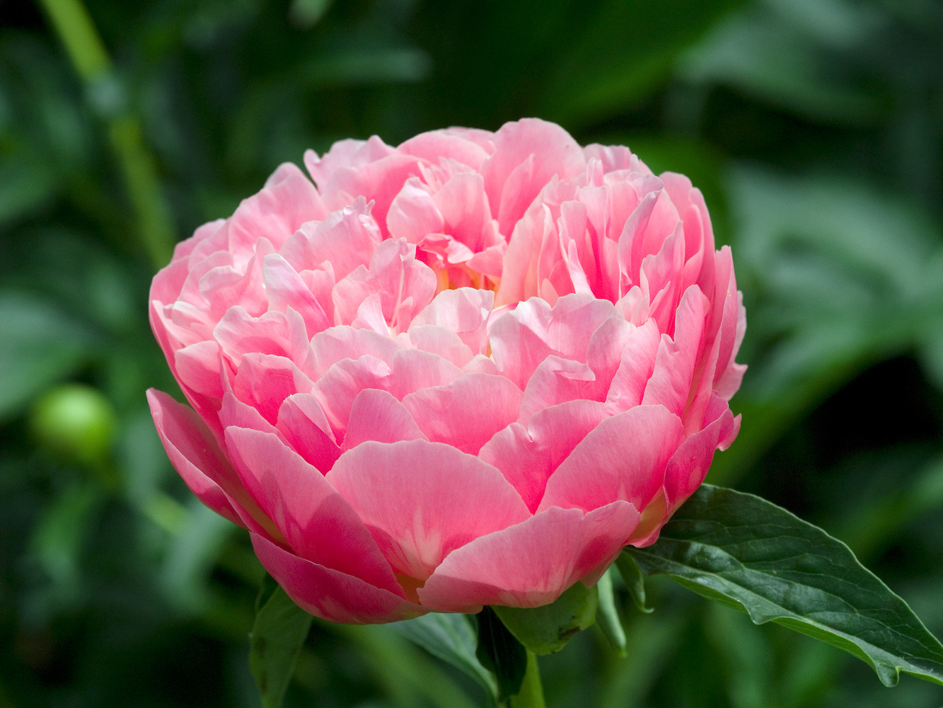 Pioenen - Set van 2 - Paeonia'Pink Hawaiian Coral'- Wortelstokken - Roze afbeelding