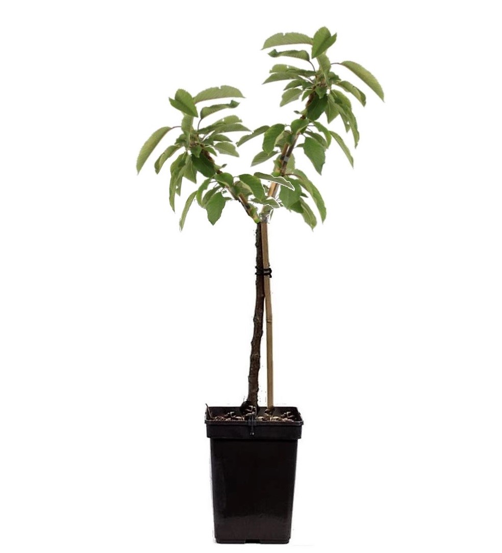 Appelboom - Malus - Hoogte 60-80cm -⌀15cm afbeelding