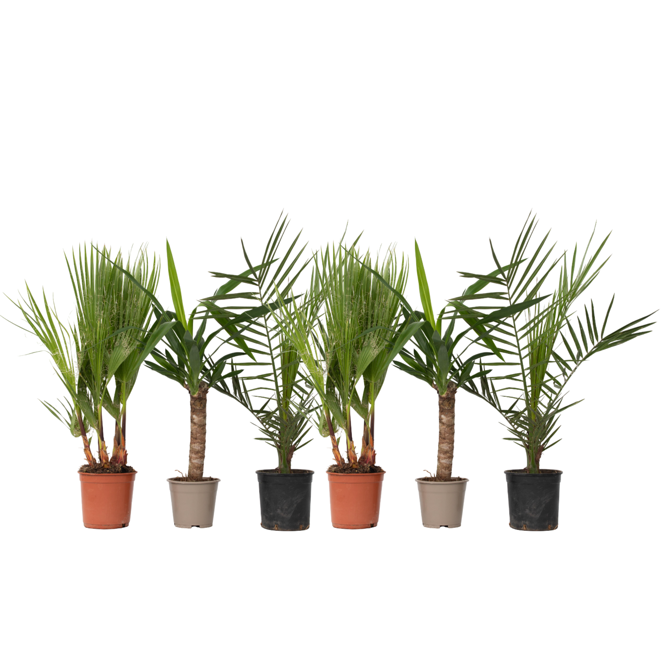 Kamerpalmen - Set van 6 - Indoor Palmmix - Hoogte 50-70cm -⌀14cm afbeelding