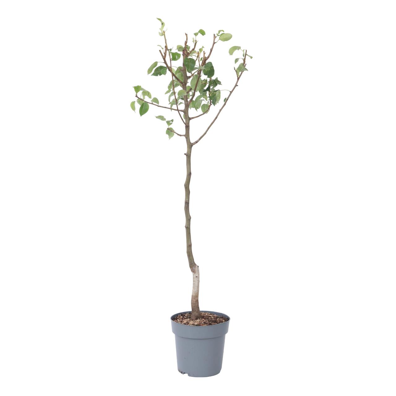 Perenboom - Pyrus communis'Conference'- Hoogte 90-100cm -⌀21cm afbeelding