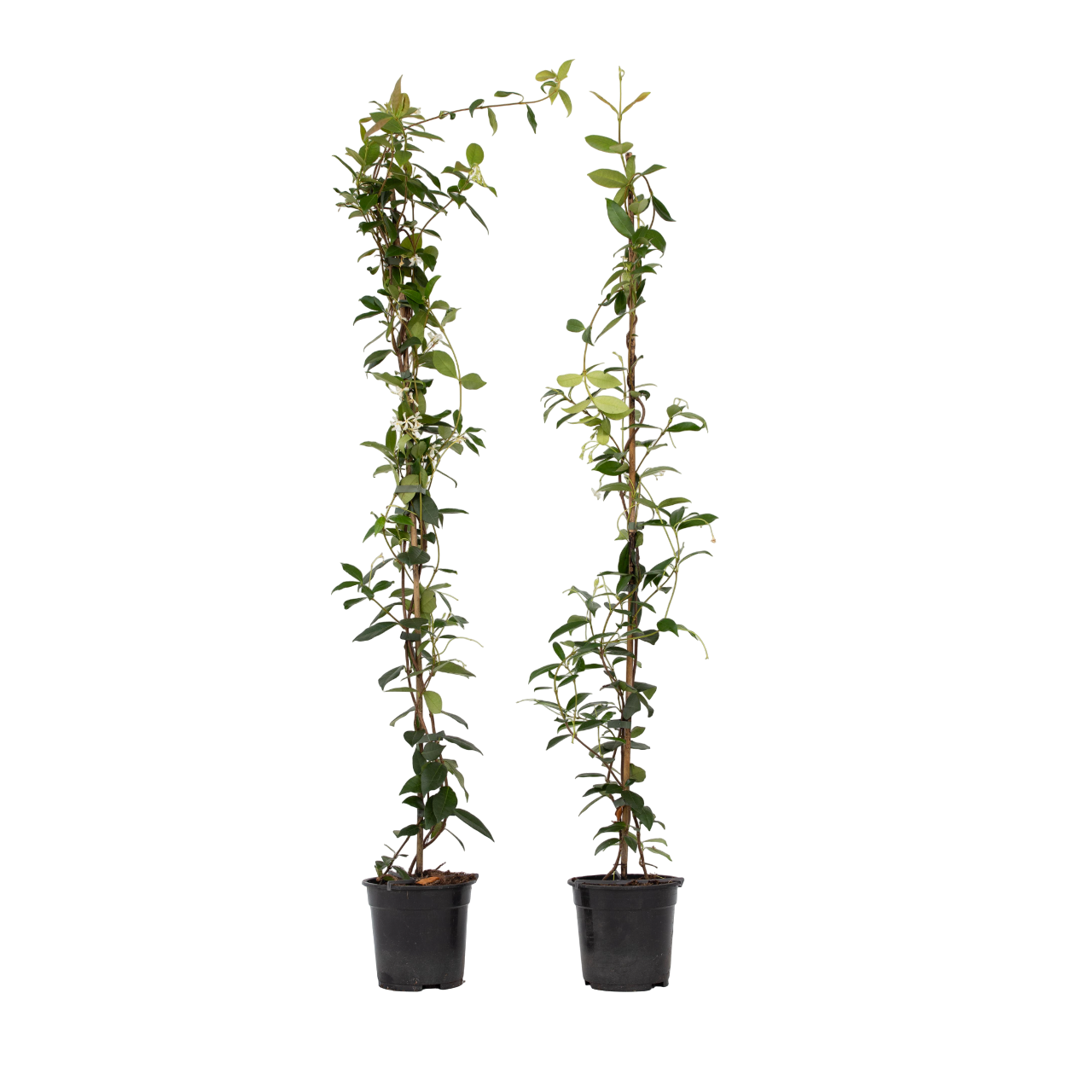 Jasmijn - Set van 2 - Trachelospermum jasminoides - Hoogte 110-120cm -⌀17cm afbeelding