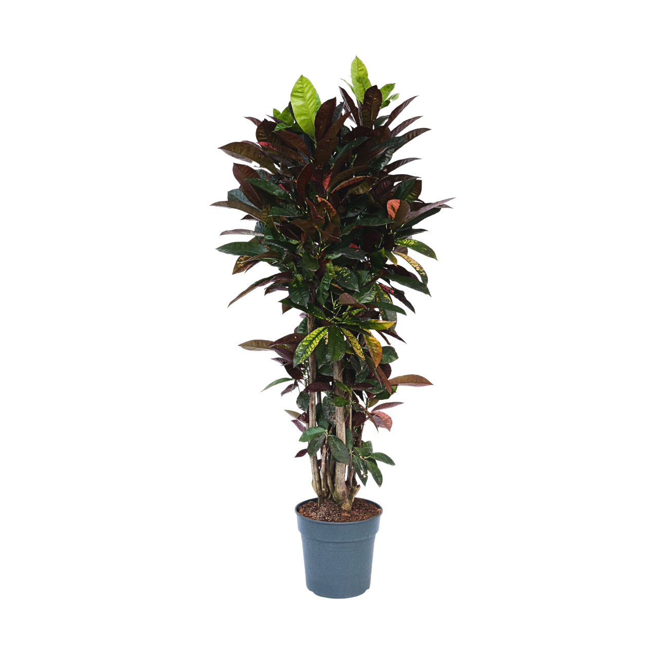 Croton - Codiaeum variegatum'Mrs. Iceton'- Hoogte 140-150cm -⌀31cm afbeelding