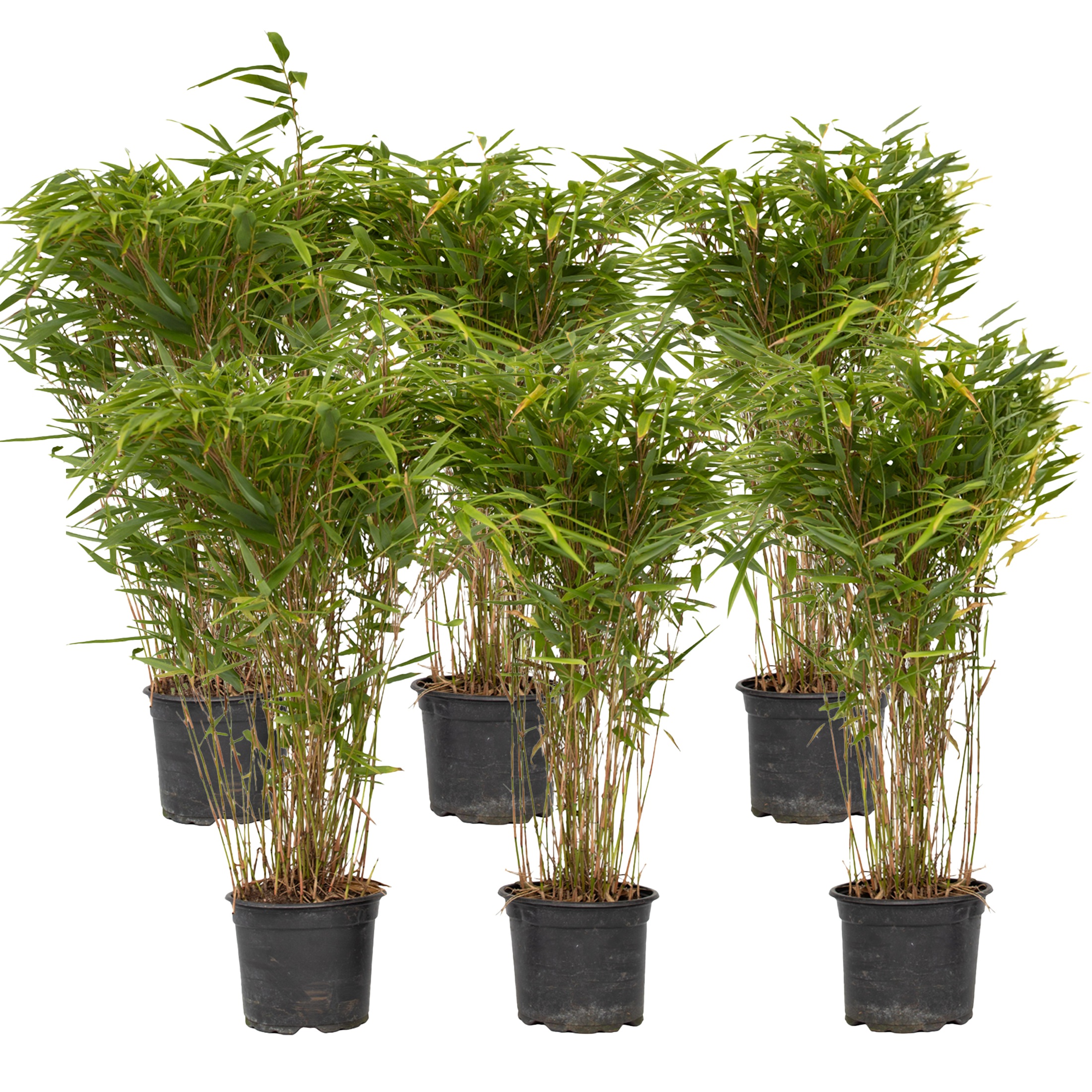 Bamboe - Set van 6 - Fargesia nitida'Gansu'- Hoogte 50-70cm -⌀17cm afbeelding