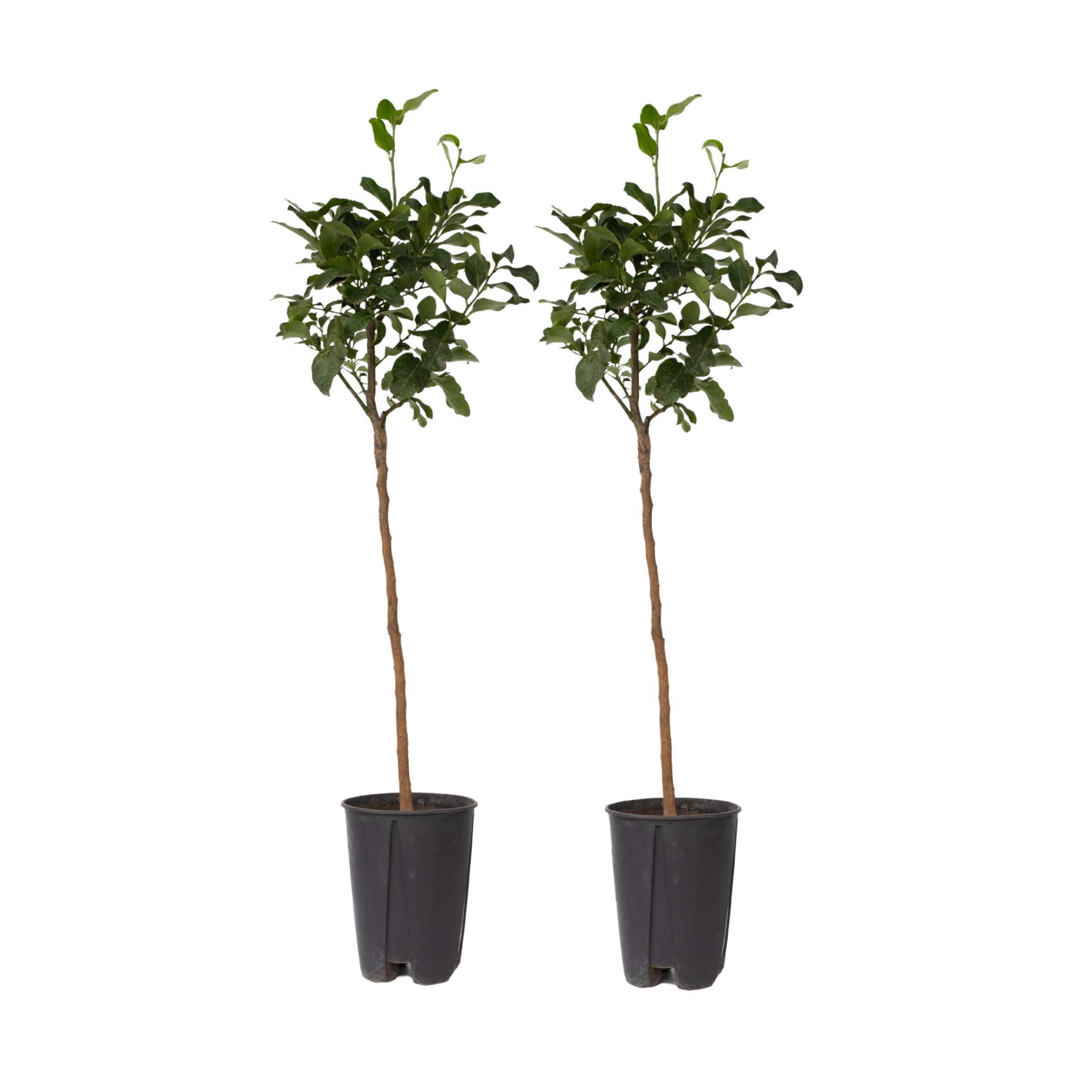 Sinaasappelboom - Set van 2 - Citrus aurantium Tarocco - Hoogte 90-110cm -⌀19cm afbeelding
