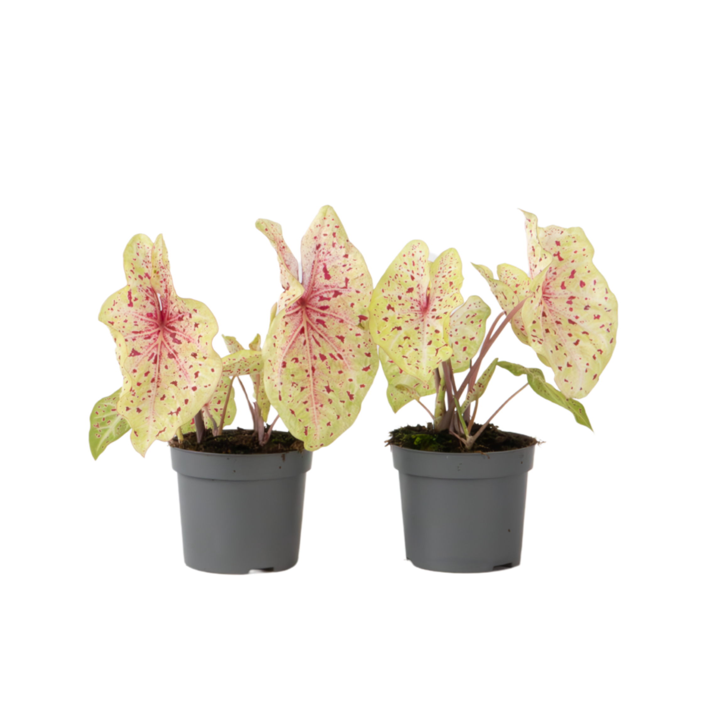 Engelenvleugels - Set van 2 - Caladium'Miss Muffet'- Hoogte 25-40cm -⌀12cm afbeelding