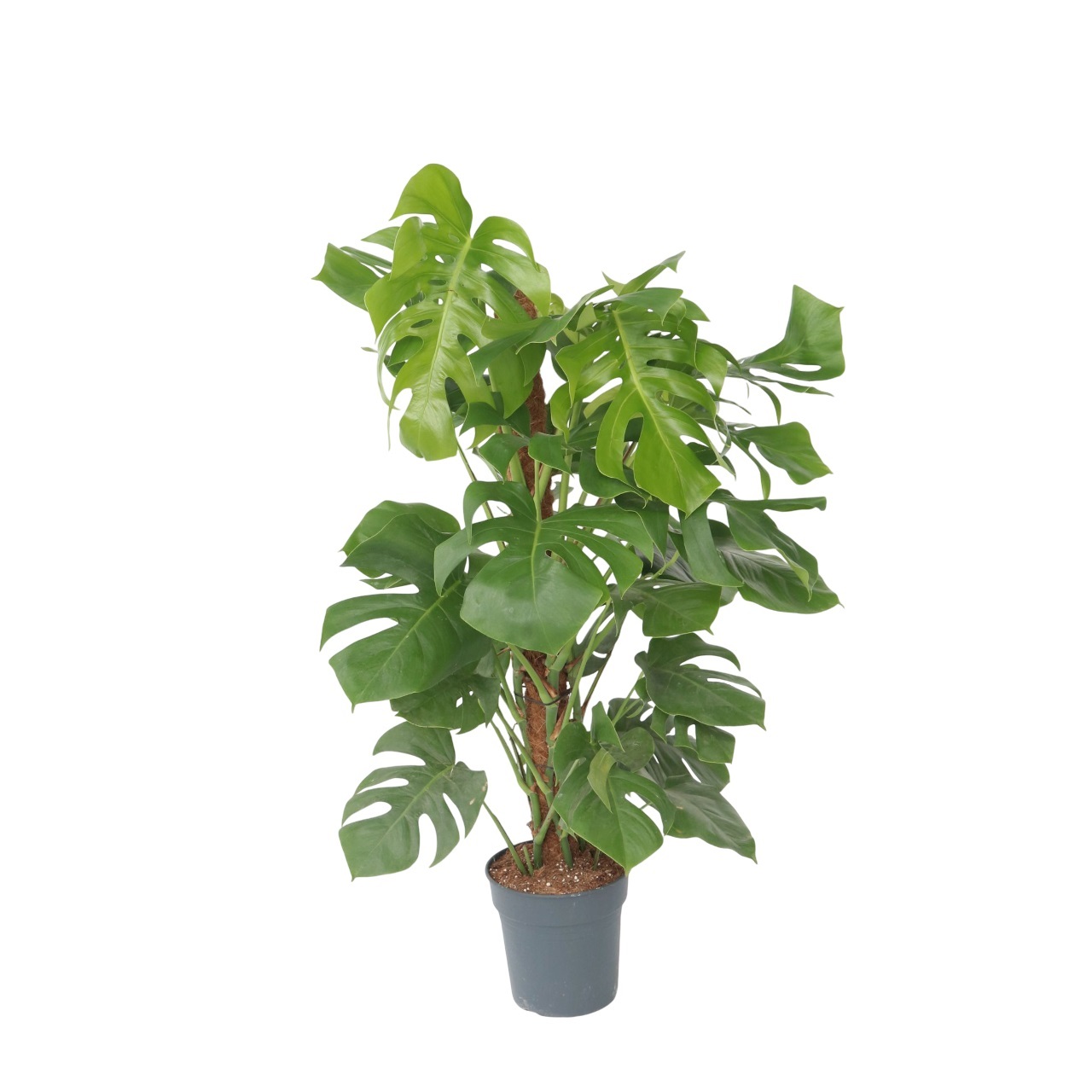 Gatenplant - Monstera deliciosa - Hoogte 120-130cm -⌀24cm afbeelding