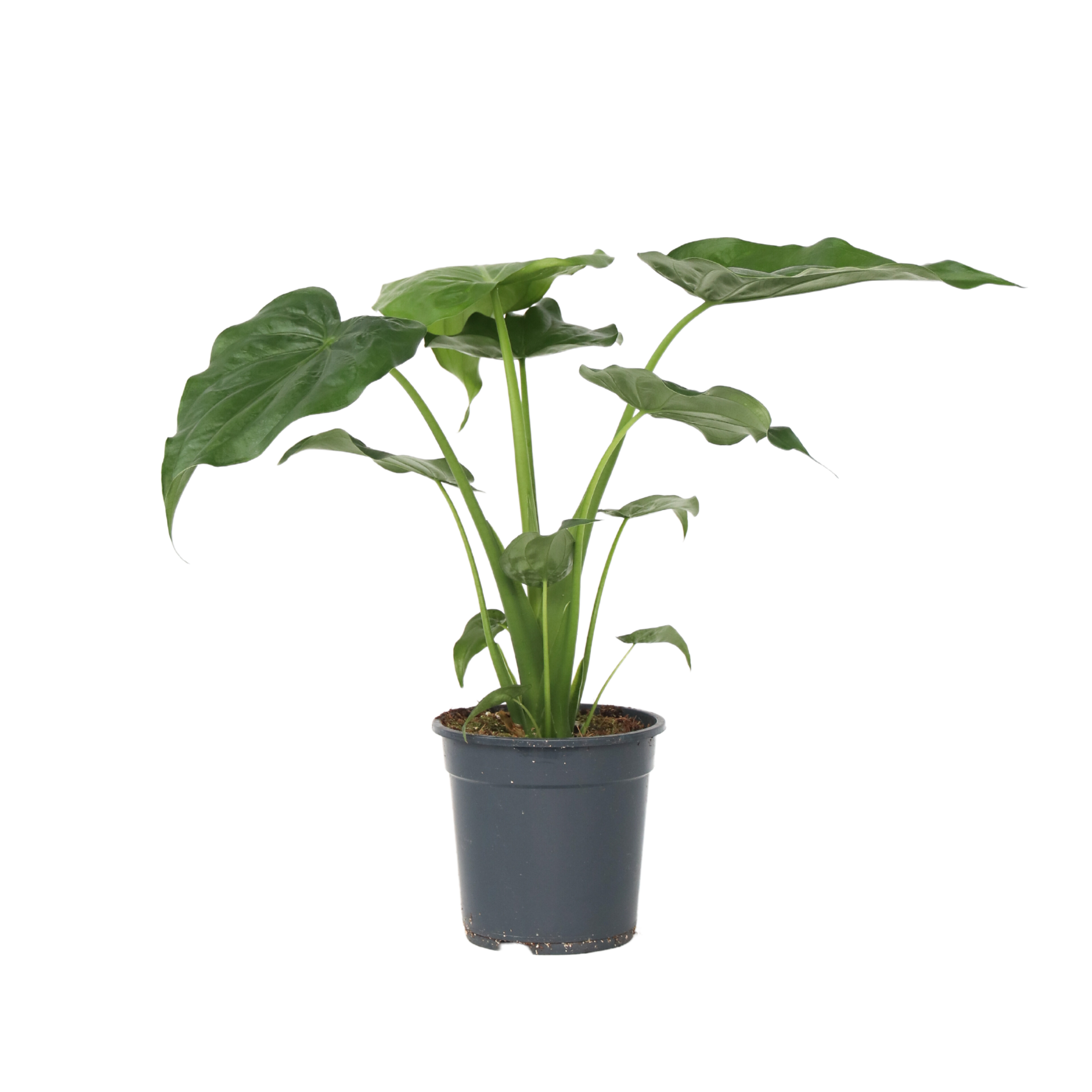Olifantsoor - Alocasia'Cucullata'- Hoogte 70-80cm -⌀19cm afbeelding