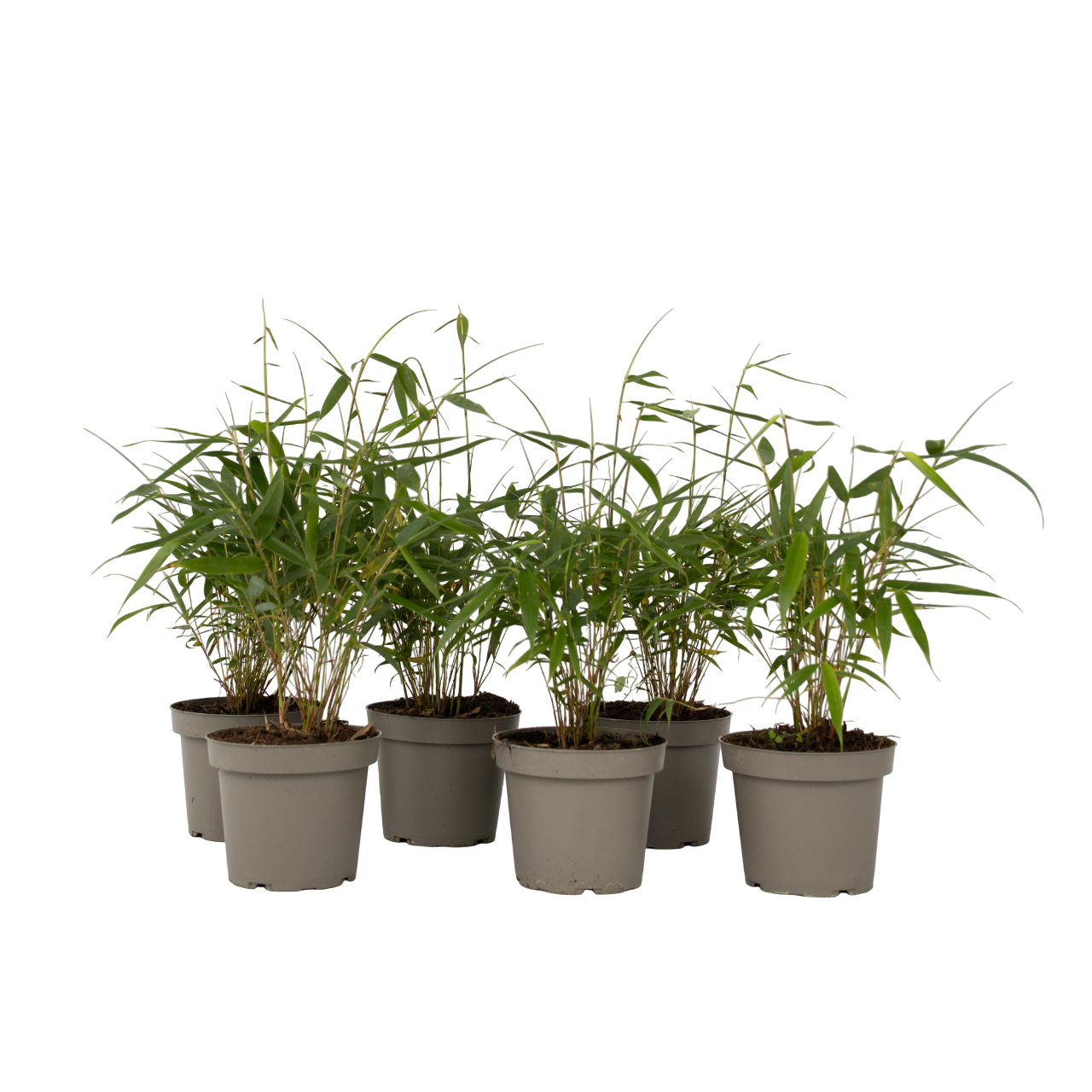 Kleurrijke Bamboe - Set van 6 - Fargesia'Asian Wonder'- Hoogte 25-40cm -⌀13cm afbeelding