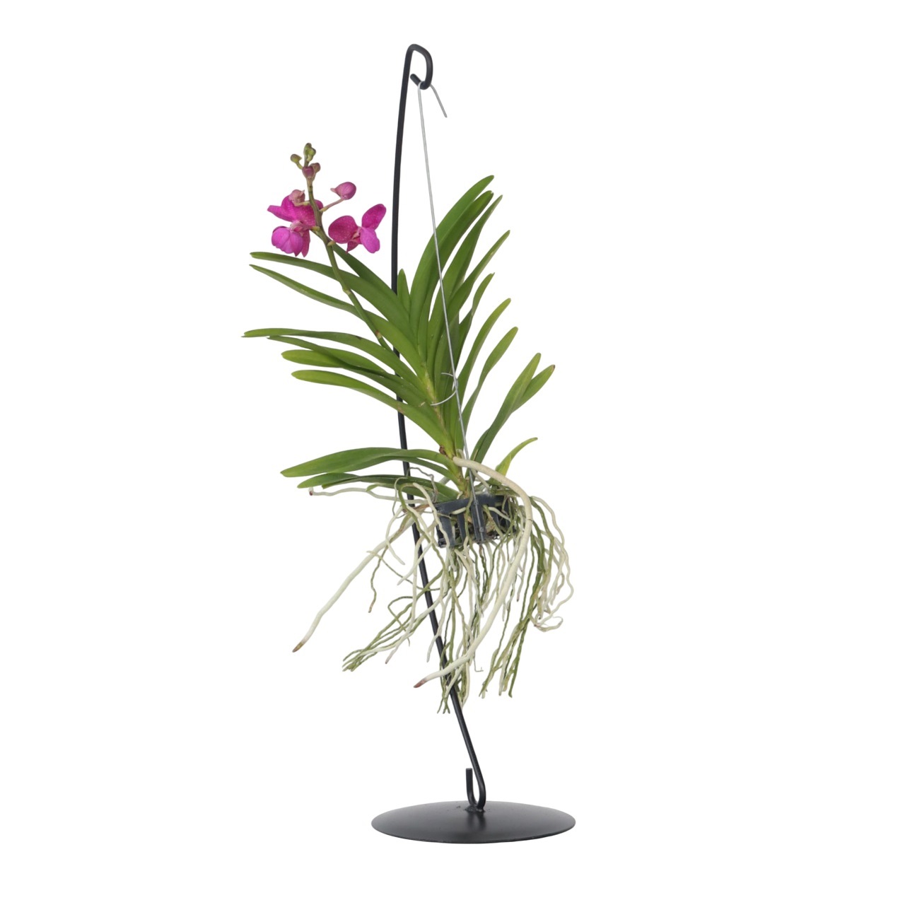 Roze Orchidee met standaard - Vanda'Pink'- Hoogte 45-55cm afbeelding