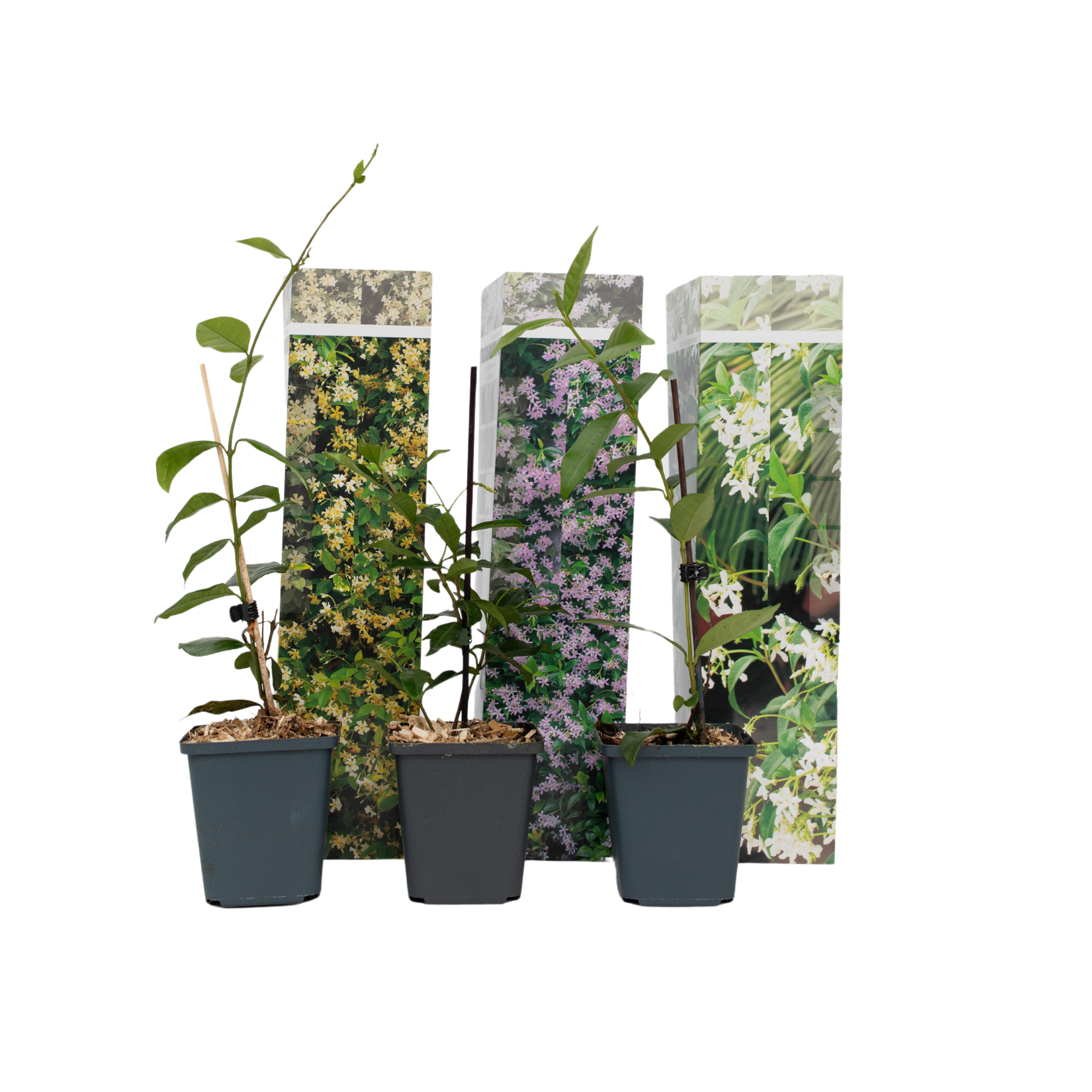 Jasmijn - Set van 3 - Trachelospermum jasminoides - Hoogte 25-40cm -⌀9cm afbeelding