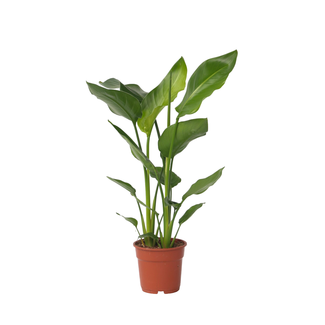 Paradijsvogelplant - Strelitzia nicolai - Hoogte 55-70cm -⌀17cm afbeelding