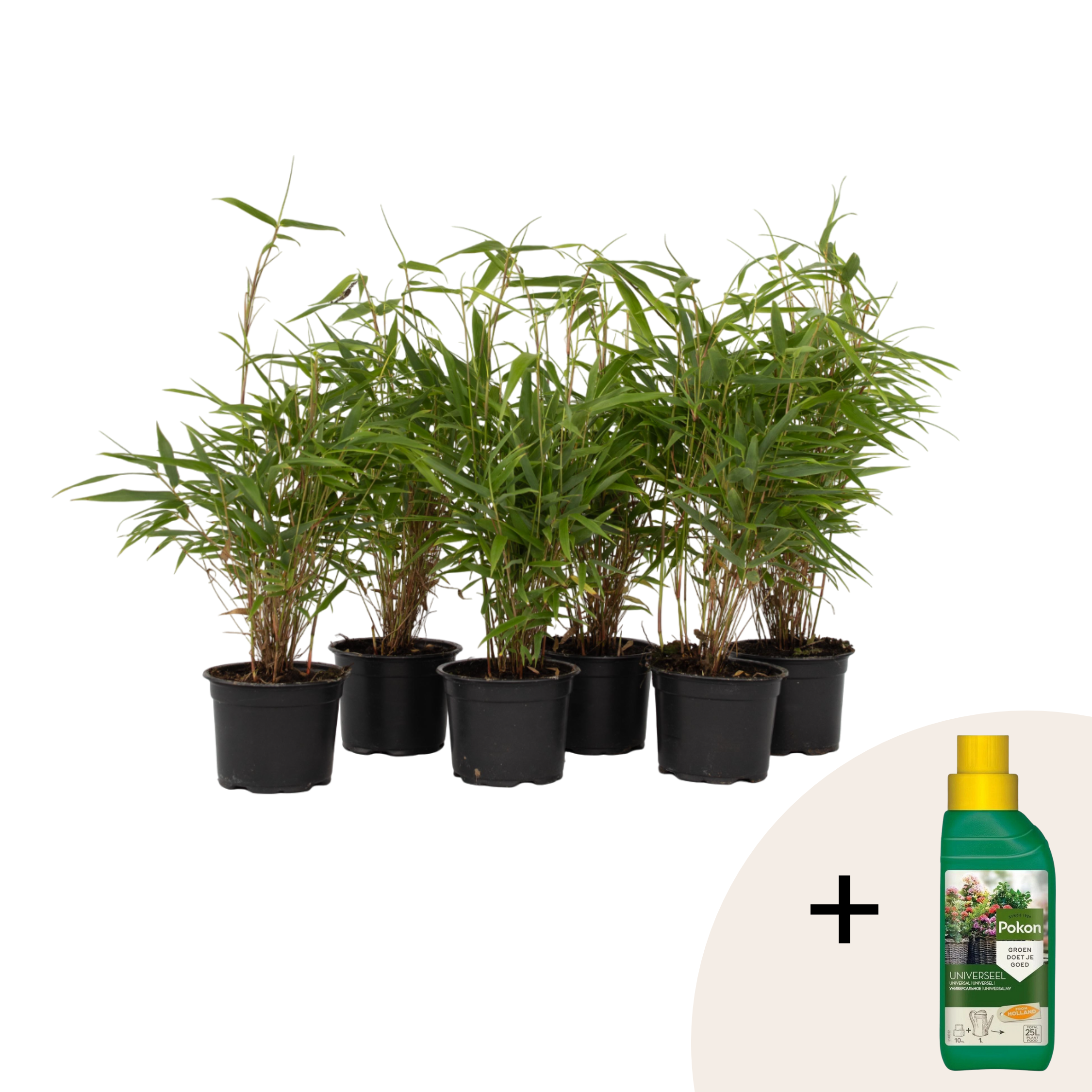 Bamboe - Set van 6 - Fargesia rufa - Hoogte 25-40cm -⌀13cm afbeelding