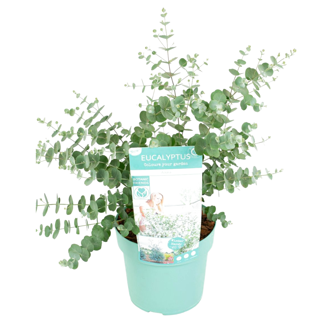 Gomboom - Eucalyptus pulverulenta'Baby Blue'- Hoogte 40-50cm -⌀19cm afbeelding
