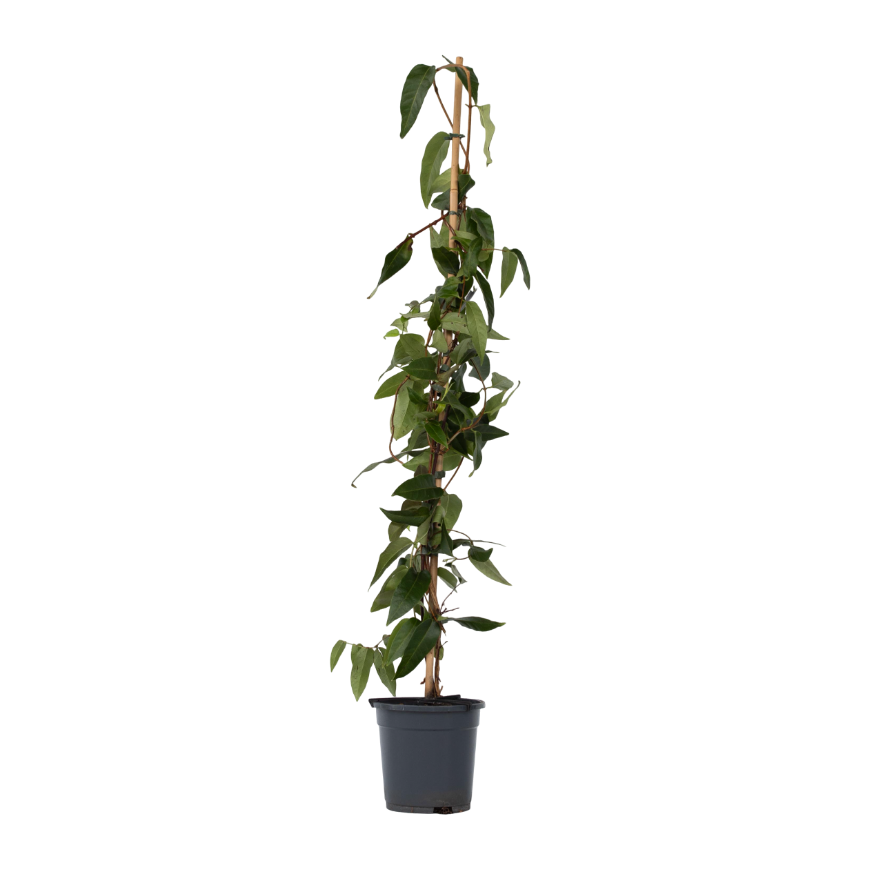 Kamperfoelie - Lonicera henryi'Copper Beauty'- Hoogte 110-120cm -⌀17cm afbeelding