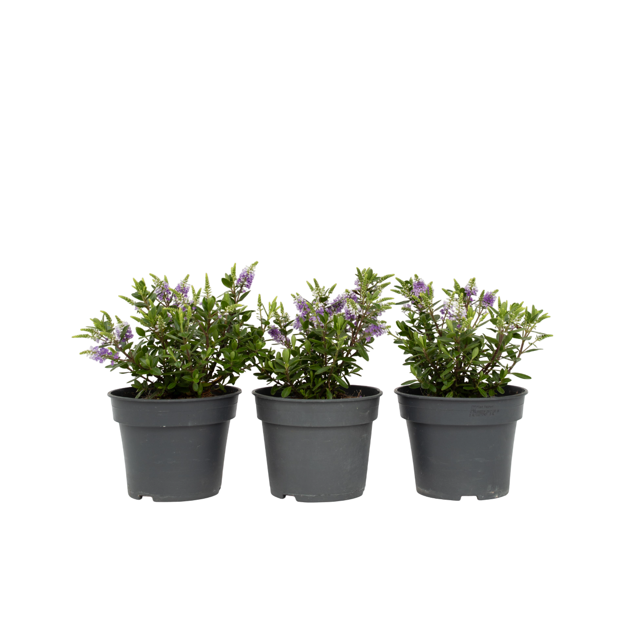 Struikveronica - Set van 3 - Hebe All Blooms'Siara'- Hoogte 30-35cm -⌀13cm afbeelding