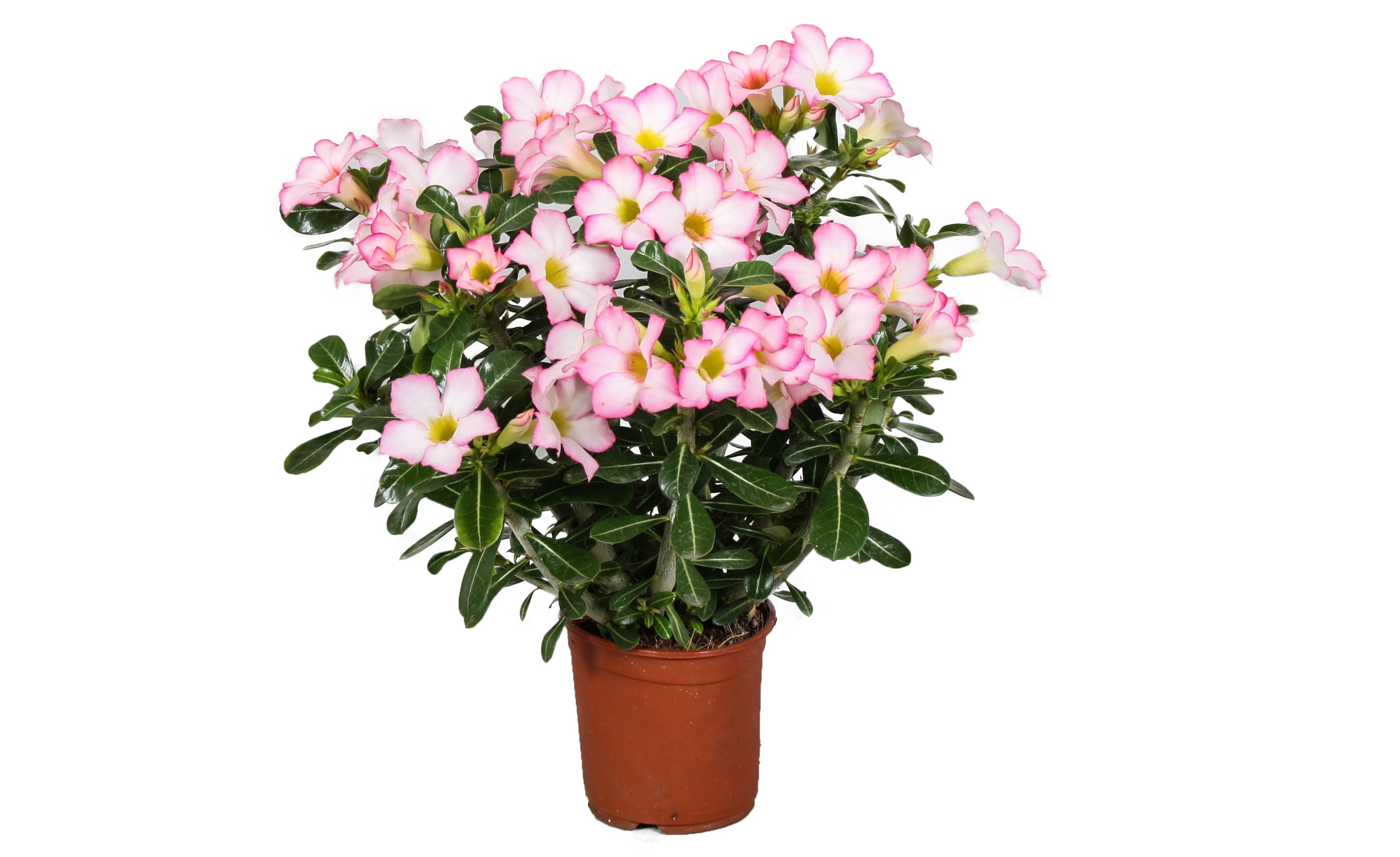 Woestijnroos - Adenium obesum'Pink Star'- Hoogte 30-50cm -⌀14cm afbeelding