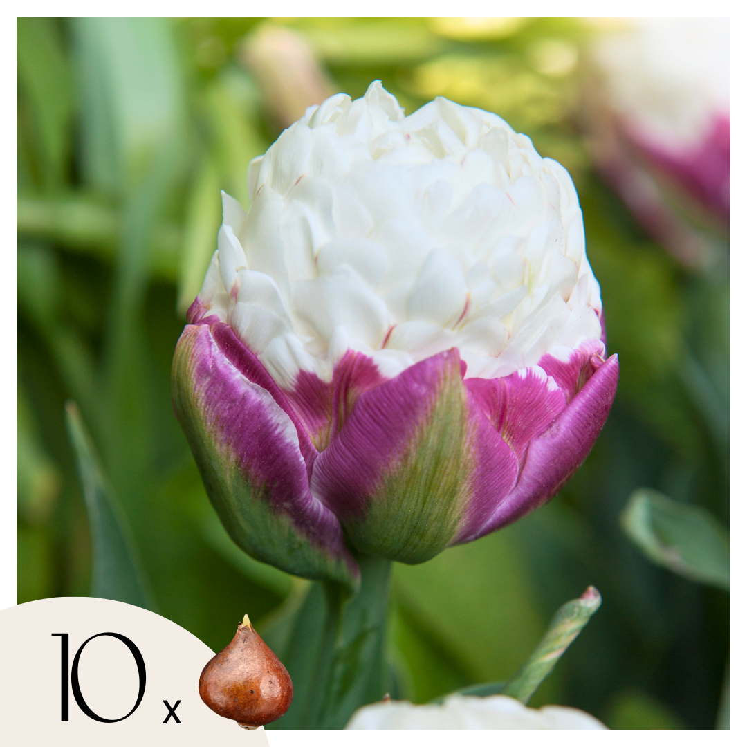 Tulpenbollen - Set van 10 - Tulipa'Ice Cream'- Bloembollen - Paars afbeelding