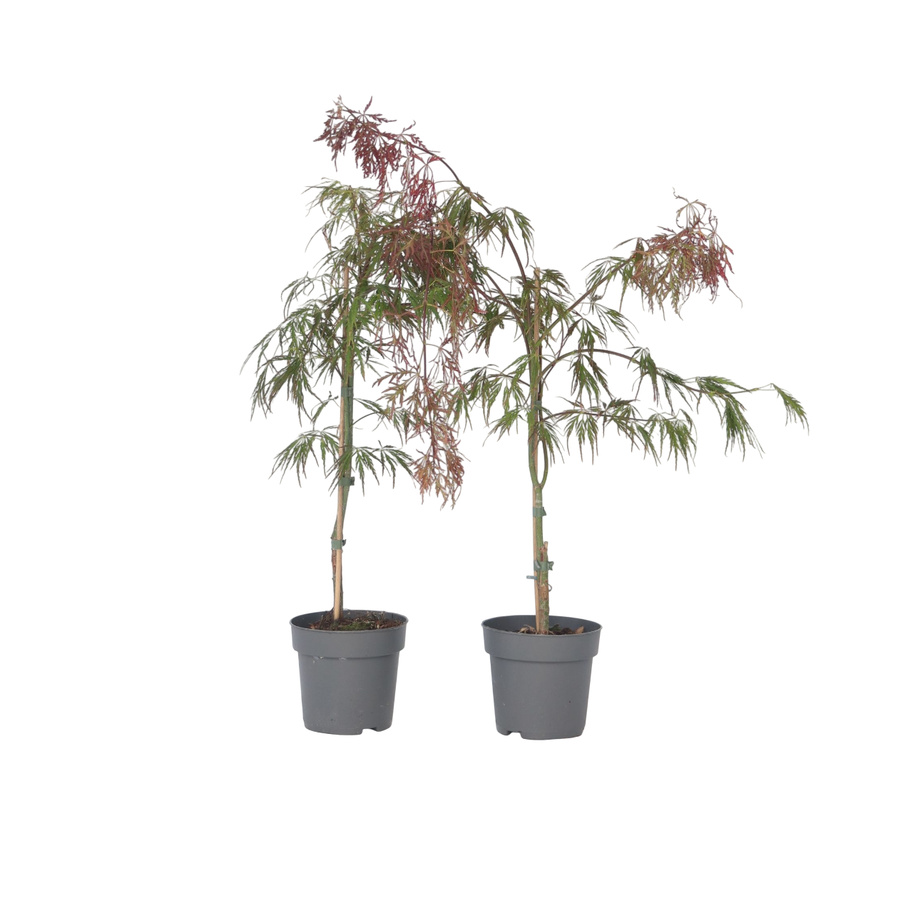 Japanse Esdoorn - Set van 2 - Acer'Inaba-shidare'- Hoogte 30-40cm -⌀13cm afbeelding