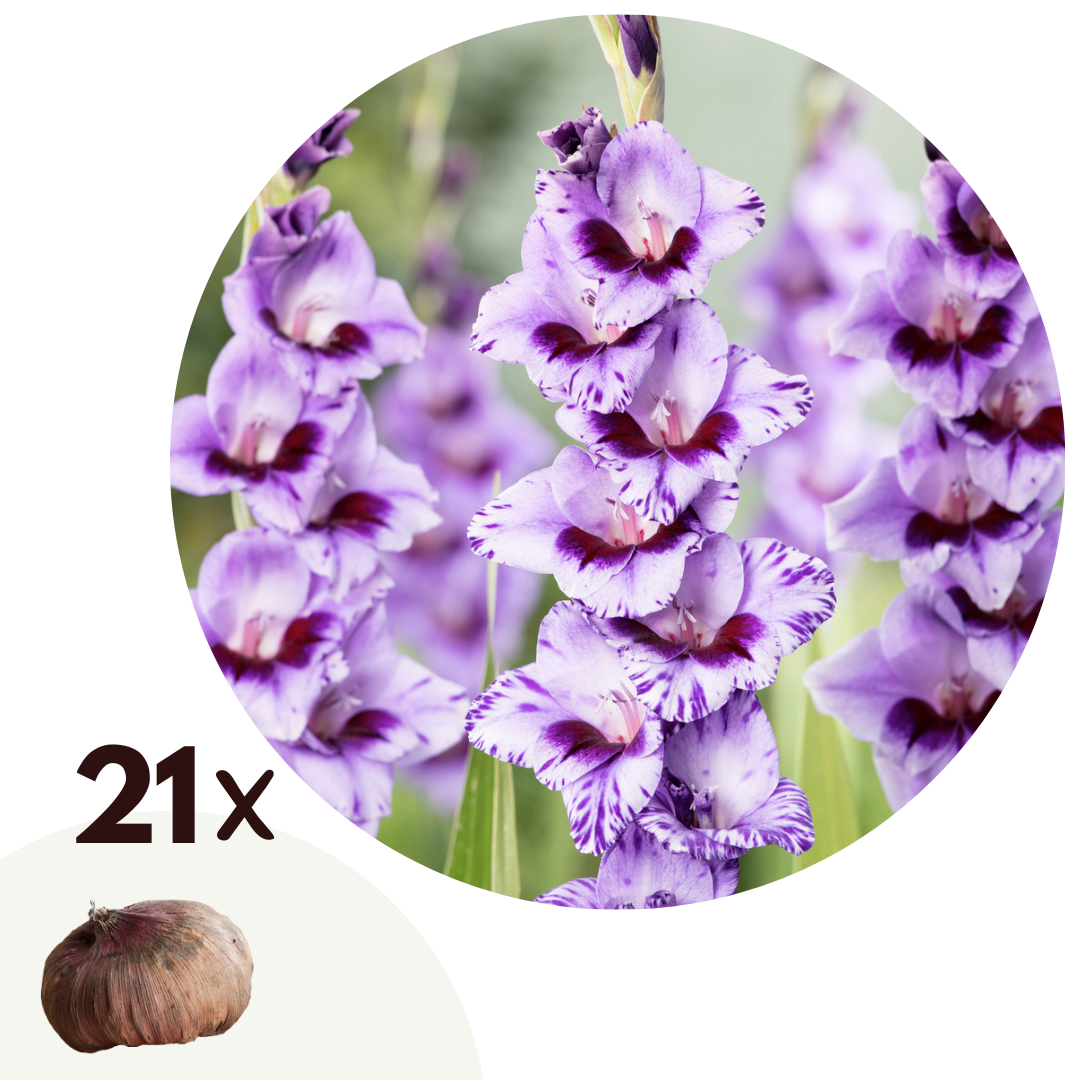 Zwaardlelie - Set van 21 - Gladiolus'Passos'- Bloembollen - Paars afbeelding