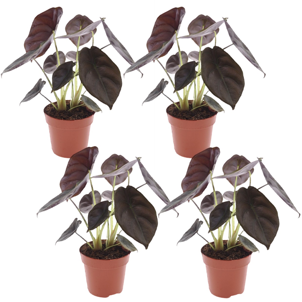 Olifantsoor - Set van 4 - Alocasia cuprea'Red Secret'- Hoogte 25-35cm -⌀12cm afbeelding