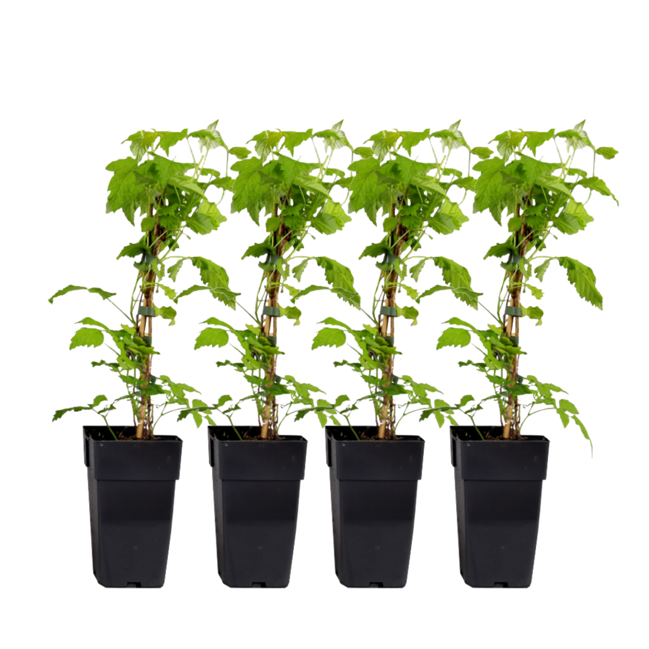 Frambozenplant - Set van 4 - Rubus'Malling Promise'- Hoogte 50-60cm -⌀15cm afbeelding