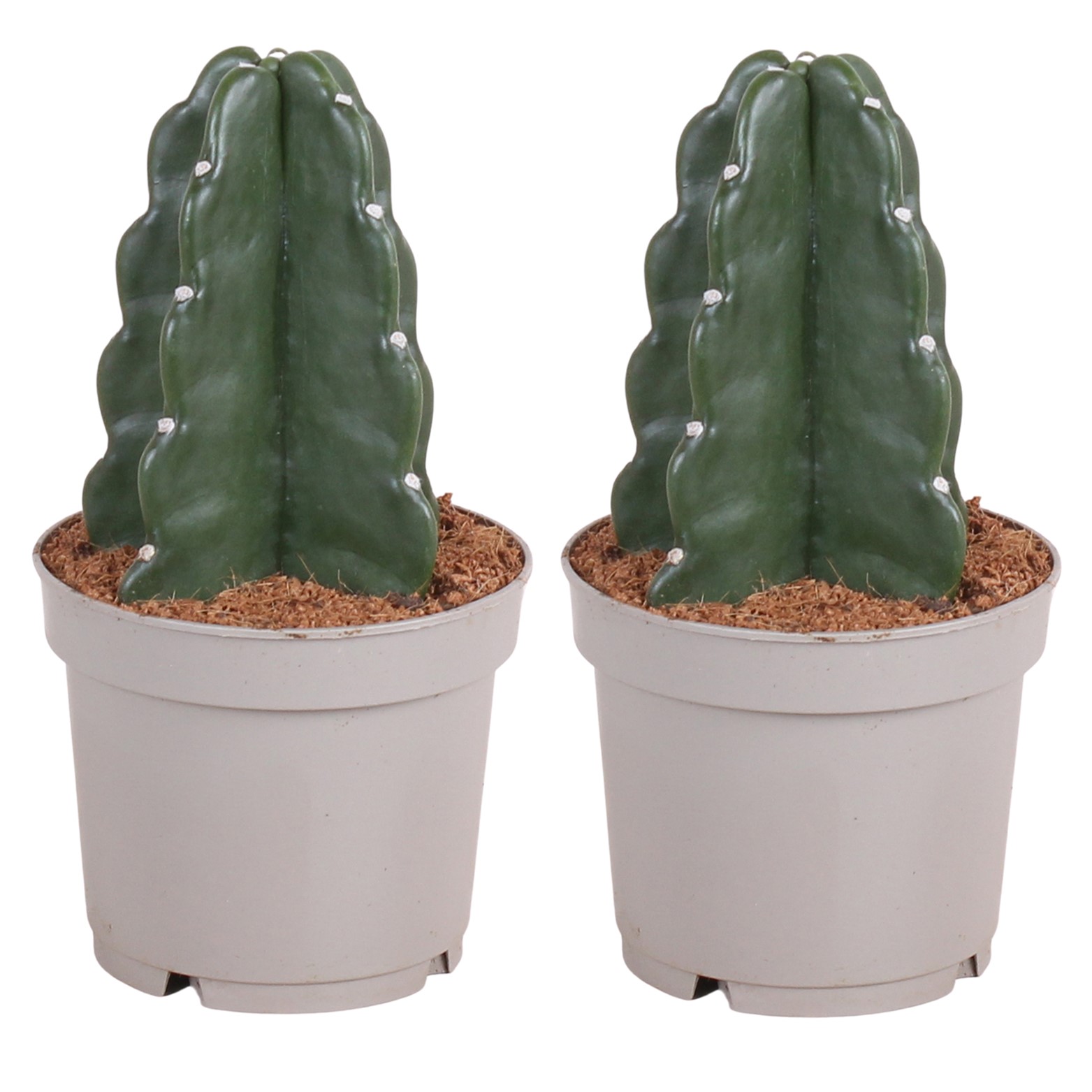 Knuffelkaktus - Set van 2 - Cereus jamacaru - Hoogte 25-30cm -⌀12cm afbeelding