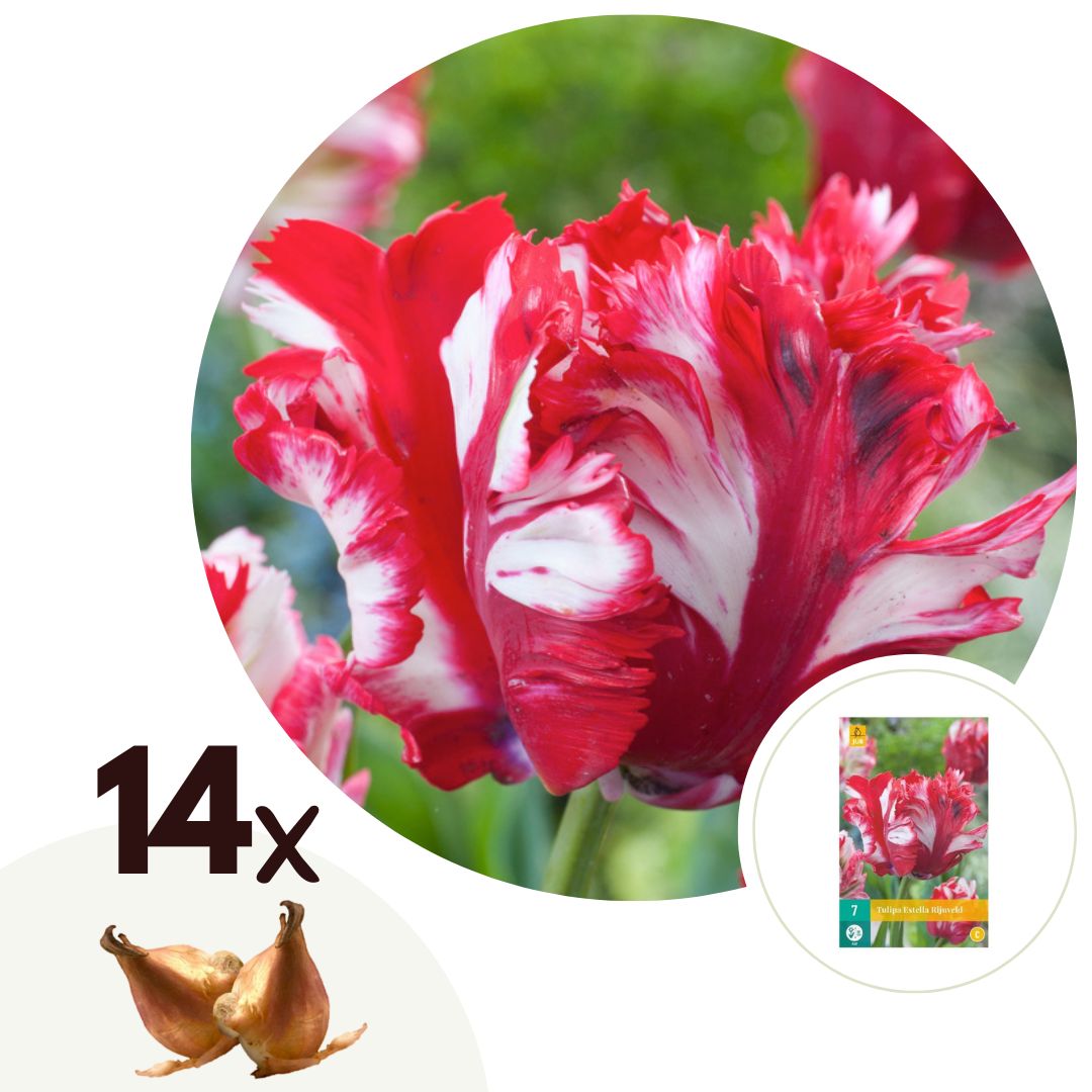 Tulpenbollen - Set van 14 - Tulipa'Estella Rijnveld'- Bloembollen - Rood afbeelding