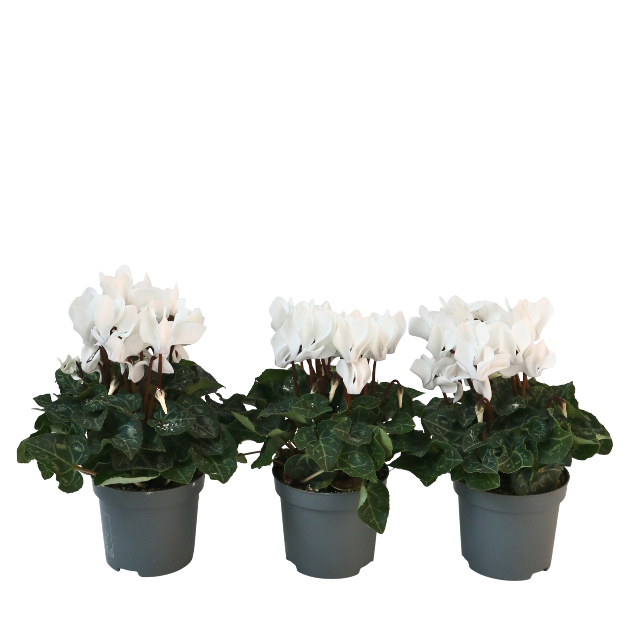 Perzisch cyclaam - Set van 3 - Cyclamen'Metis White'- Hoogte 10-20cm -⌀9cm afbeelding
