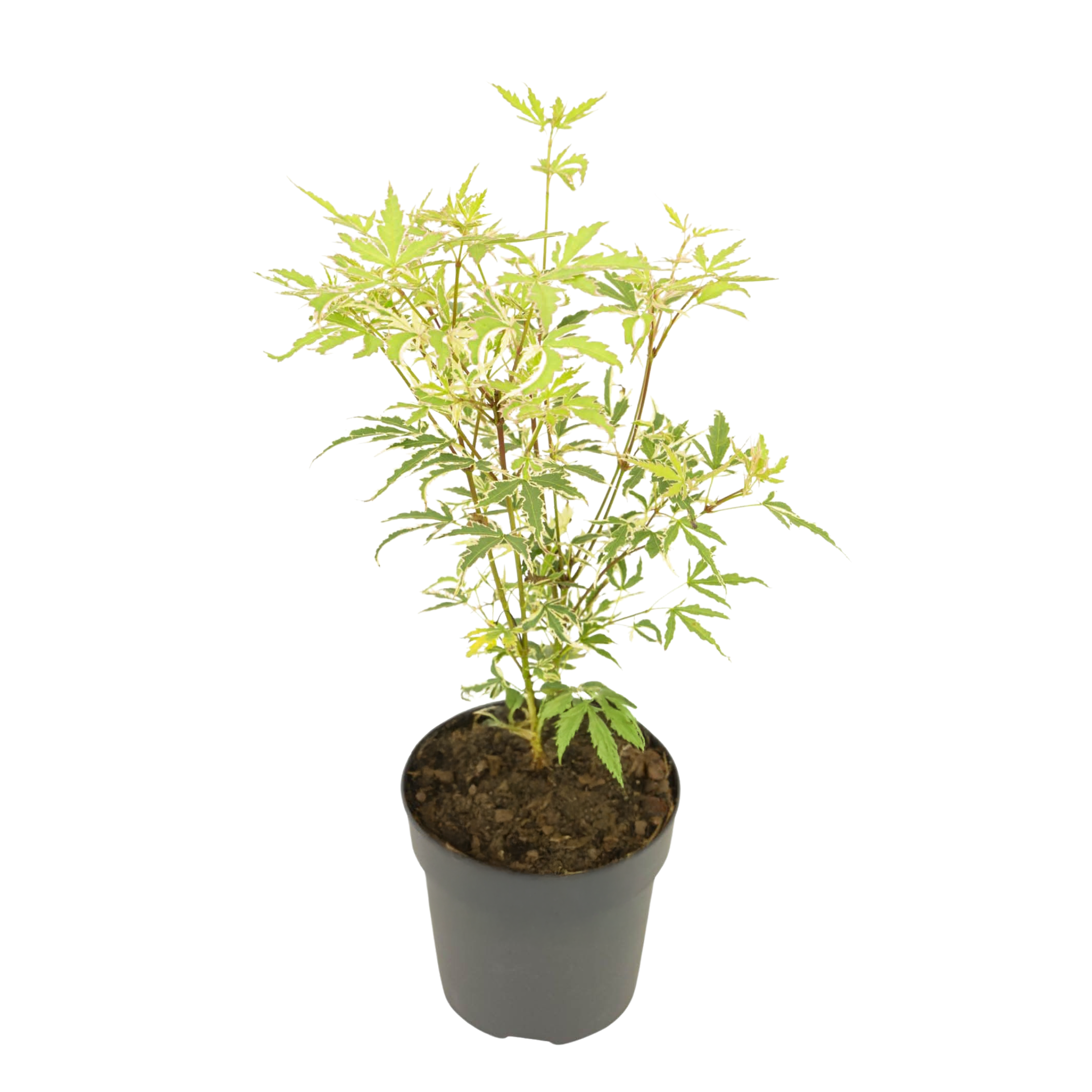 Japanse Esdoorn - Acer palmatum'Butterfly'- Hoogte 25-40cm -⌀10,5cm afbeelding