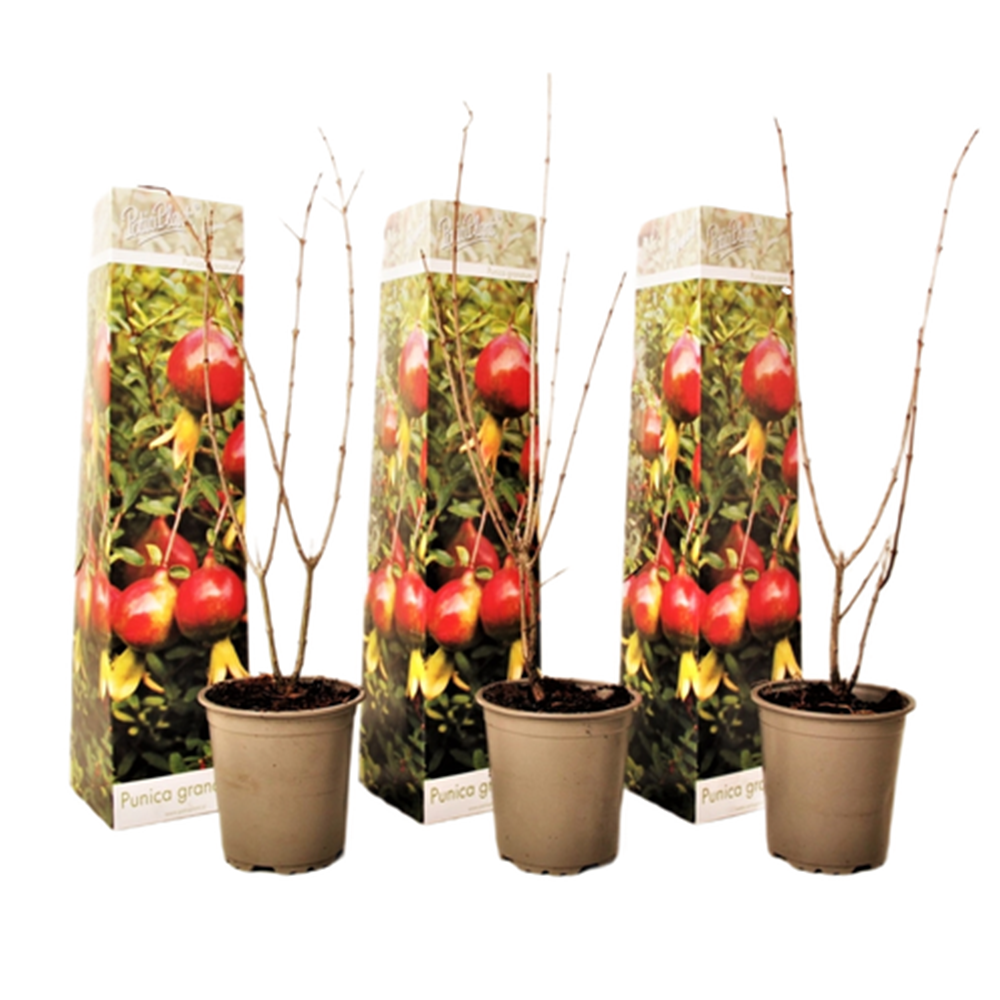 Granaatappel - Set van 3 - Punica granatum - Hoogte 25-40cm -⌀9cm afbeelding