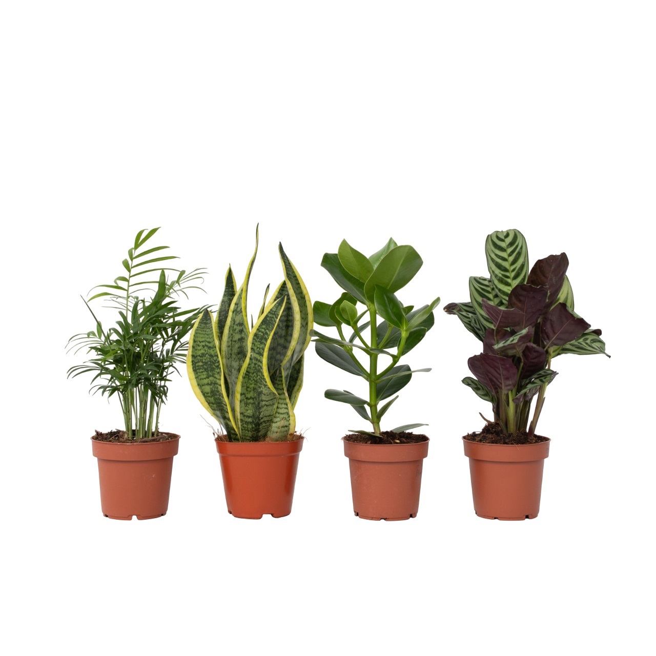 Gemakkelijke kamerplanten - Set van 4 - Hoogte 25-40cm -⌀12cm afbeelding