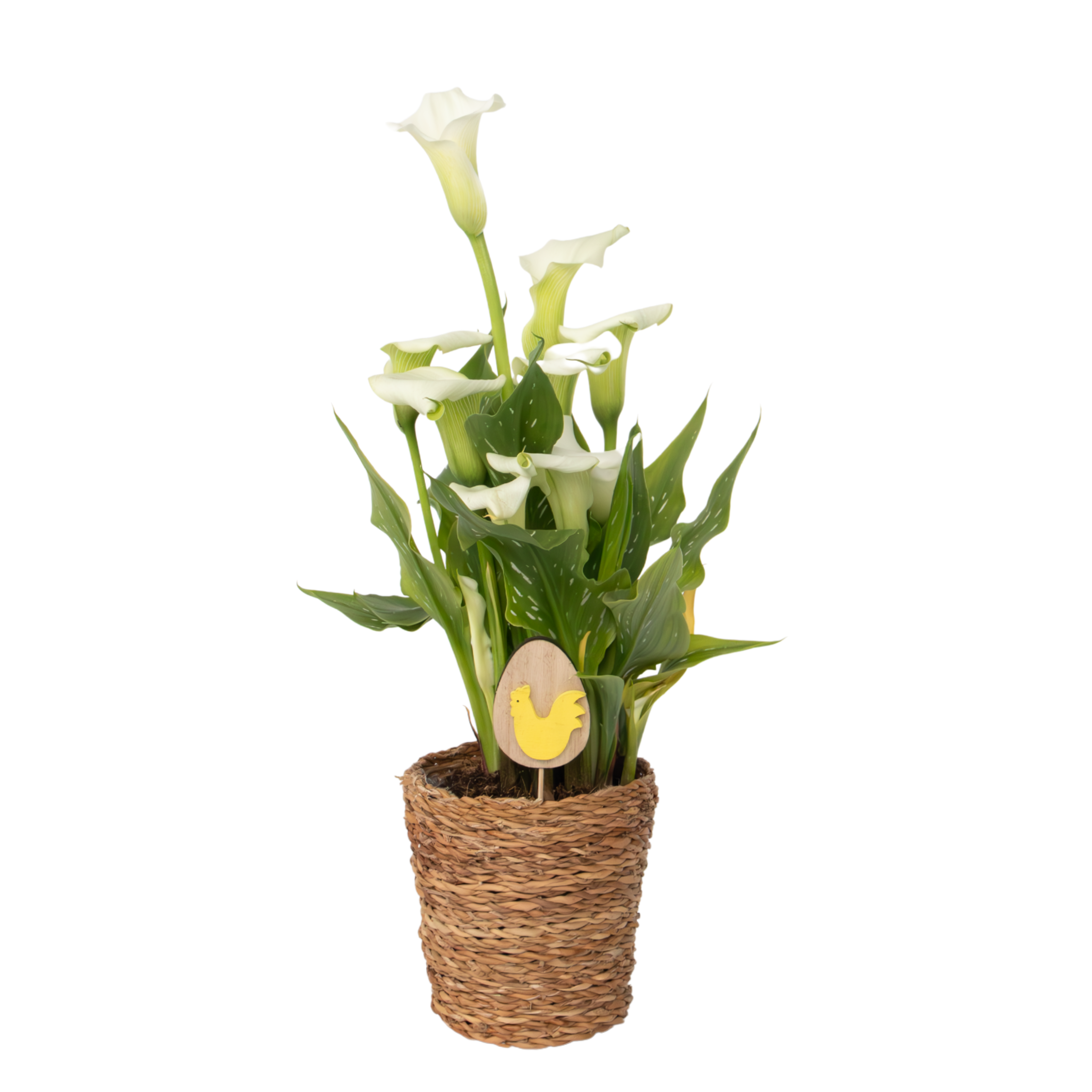 Calla'Ruby'- Aronskelk - Wit - Hoogte 30-40cm -⌀12cm afbeelding